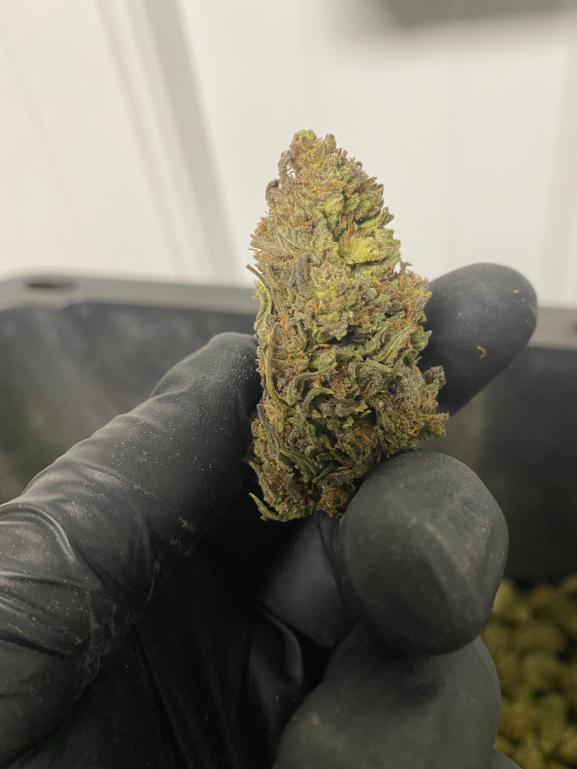 Trump-X CBD Flower