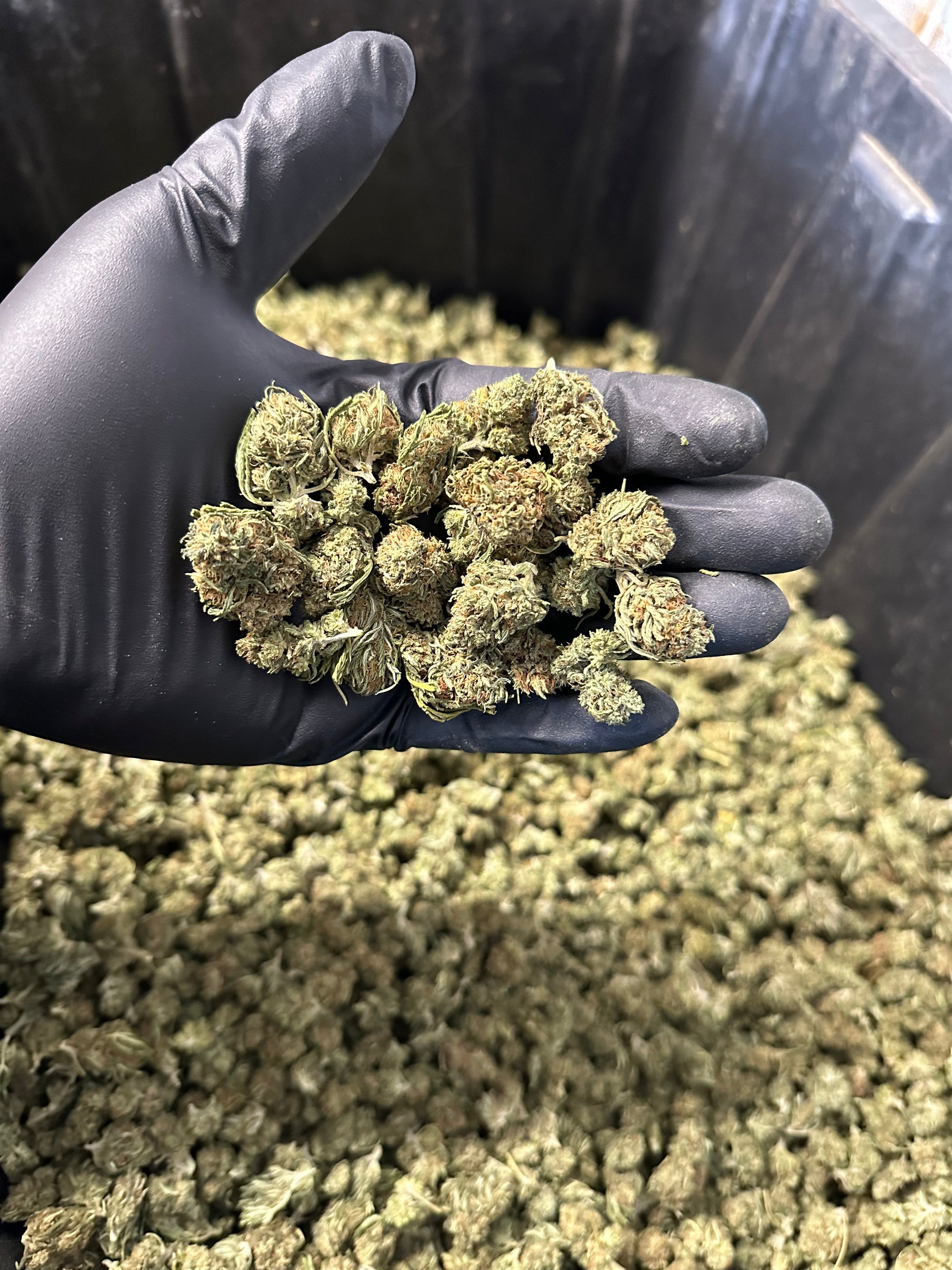 Cake Berry Hemp Flower Smalls