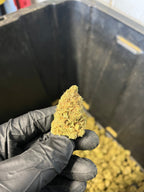Indoor Agent Orange Hemp Flower