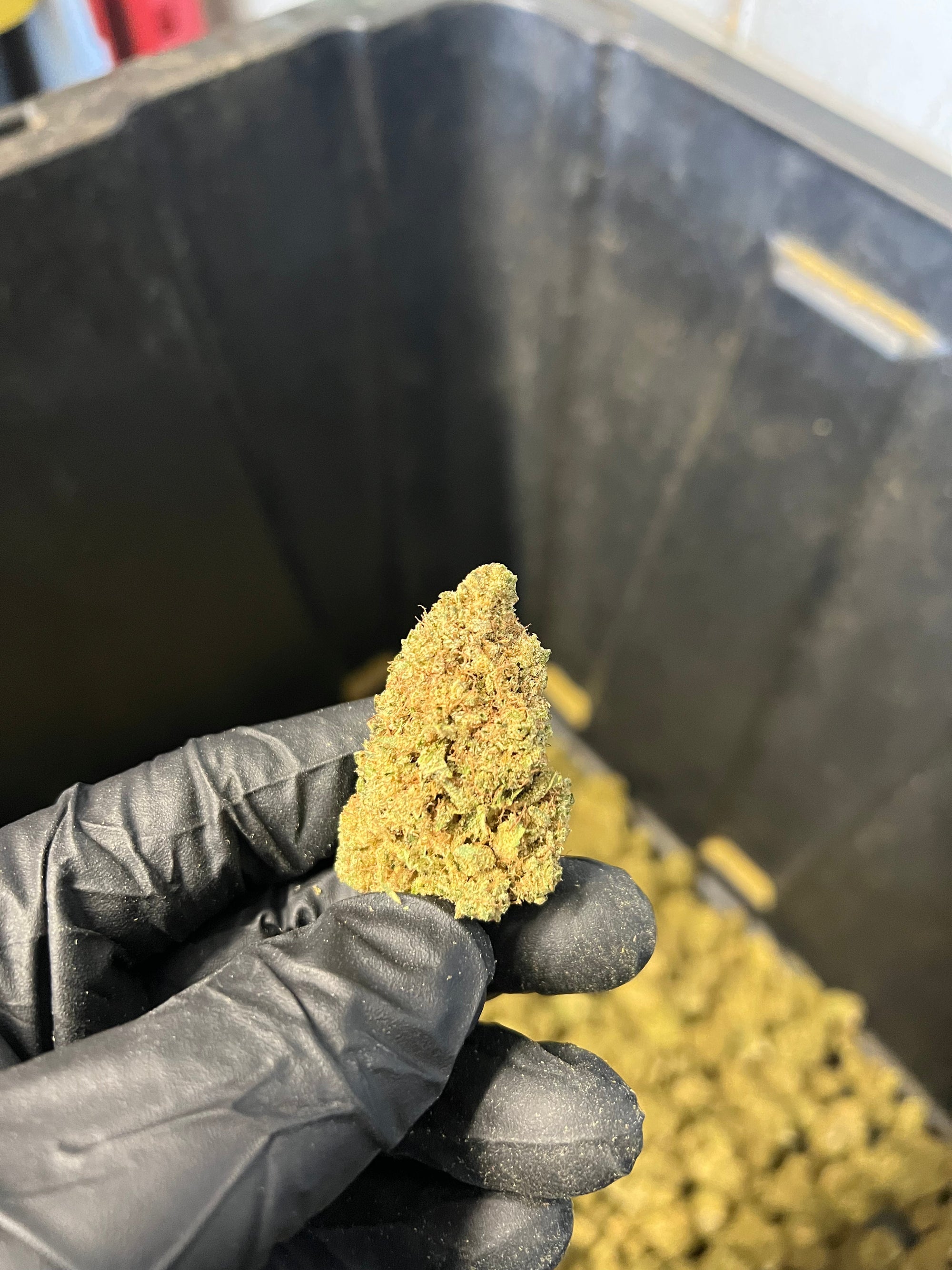 Indoor Agent Orange Hemp Flower