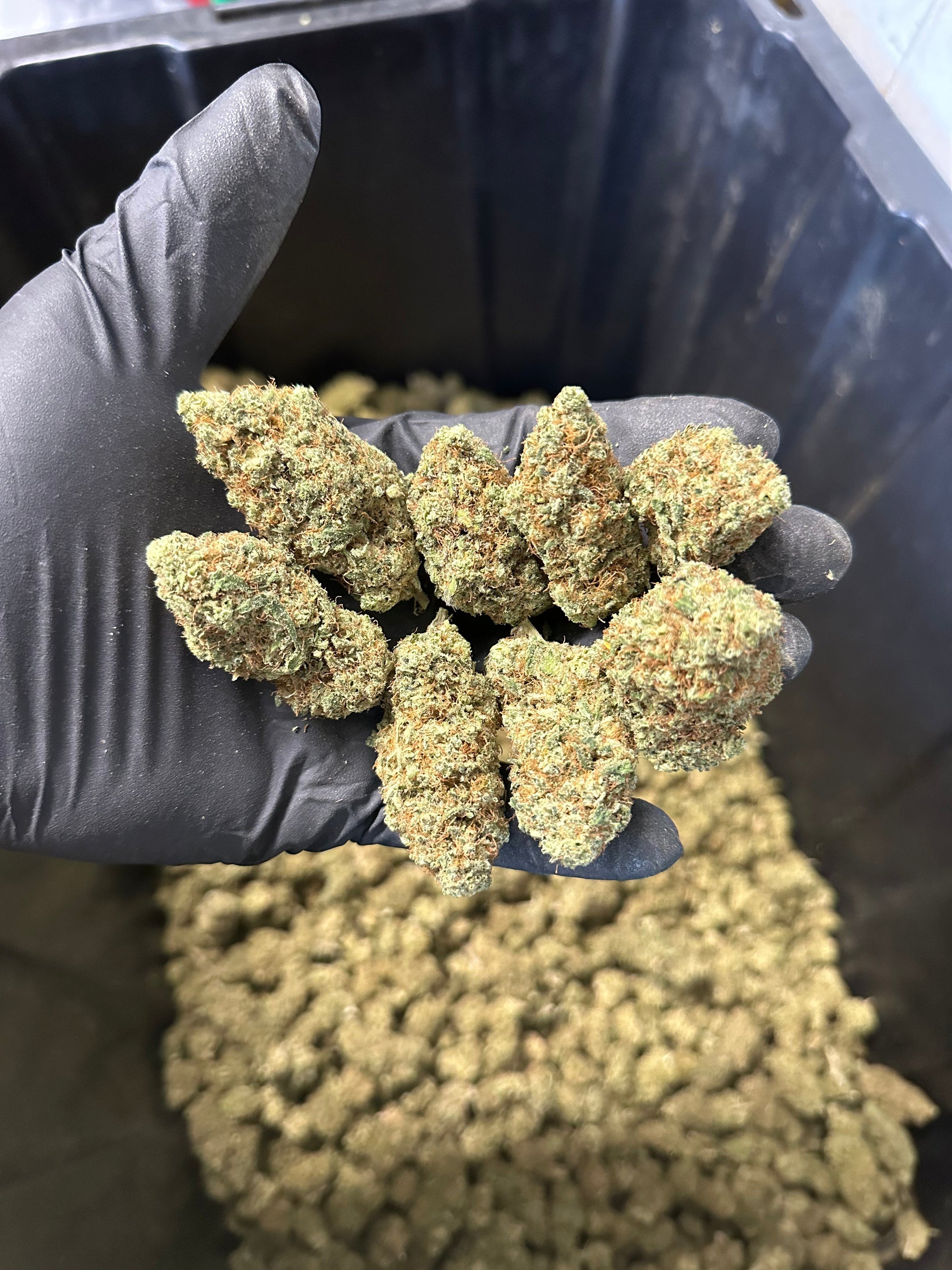 Indoor Grape Fizz Hemp Flower