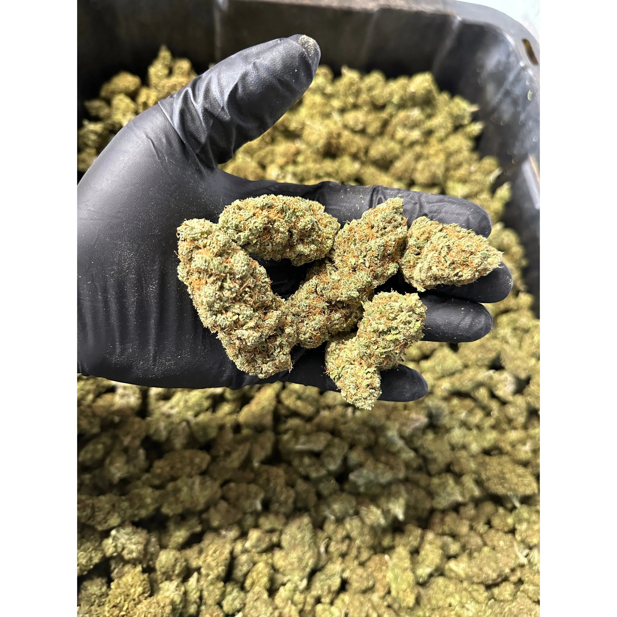 Indoor Lemoncello Hemp Flower
