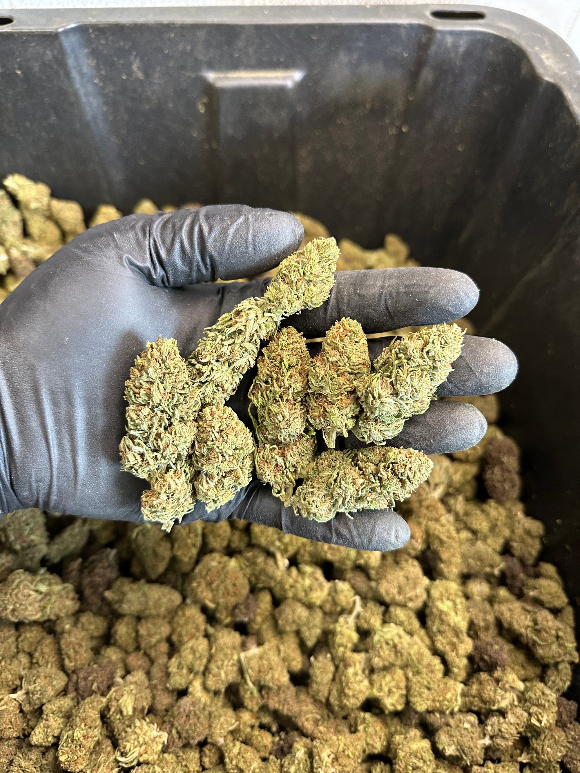 Chem Berry Hemp Flower