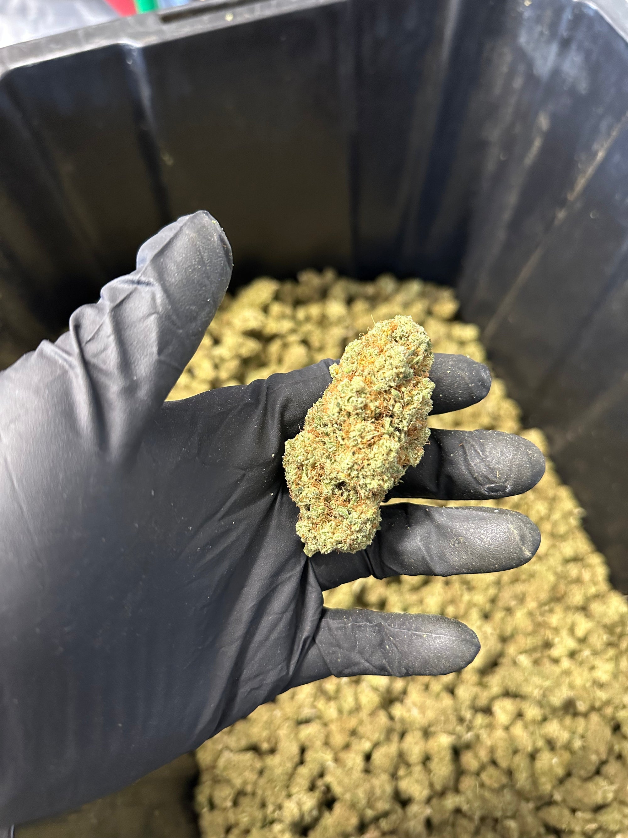 Indoor Grape Fizz Hemp Flower