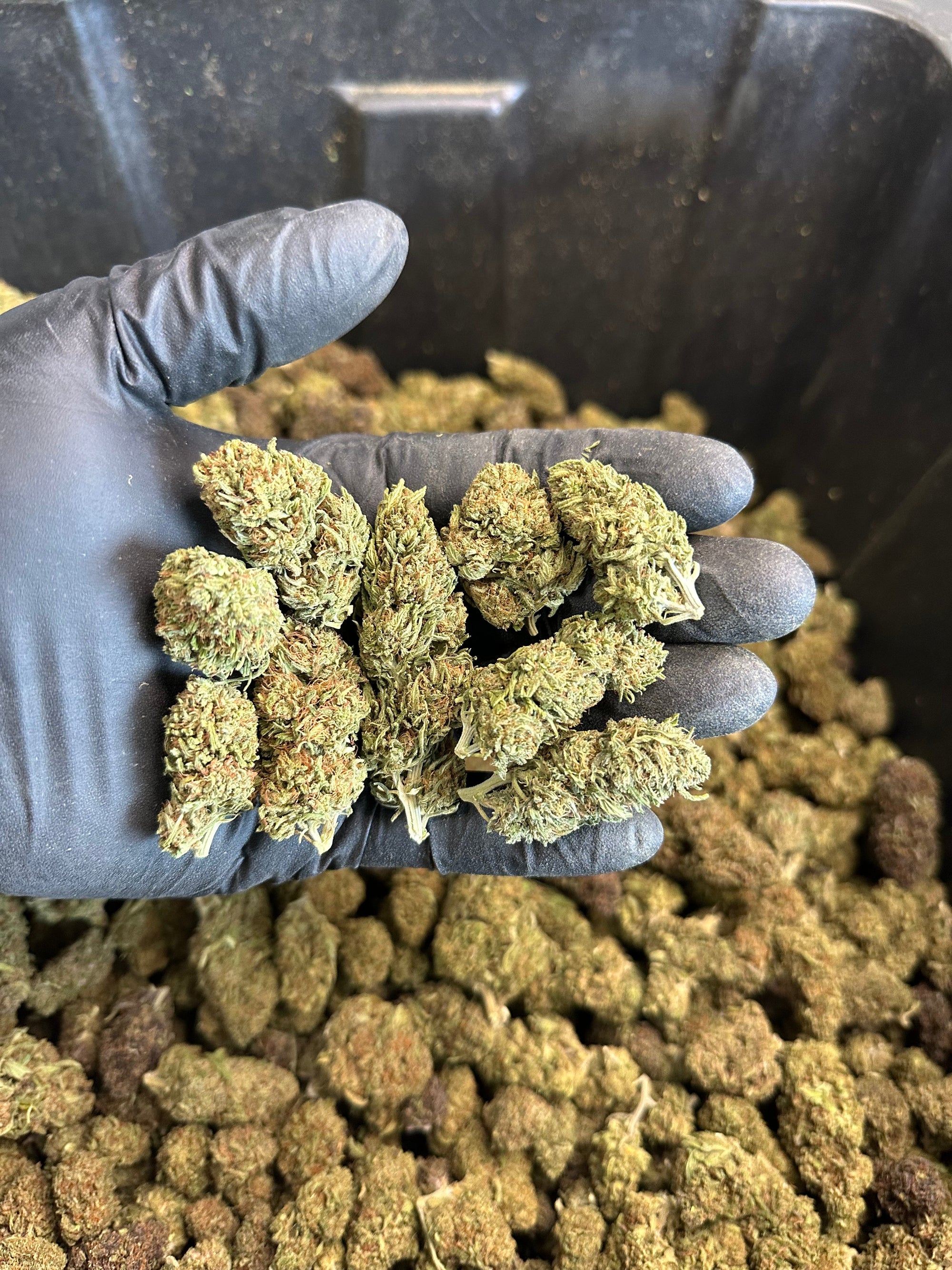 Chem Berry Hemp Flower