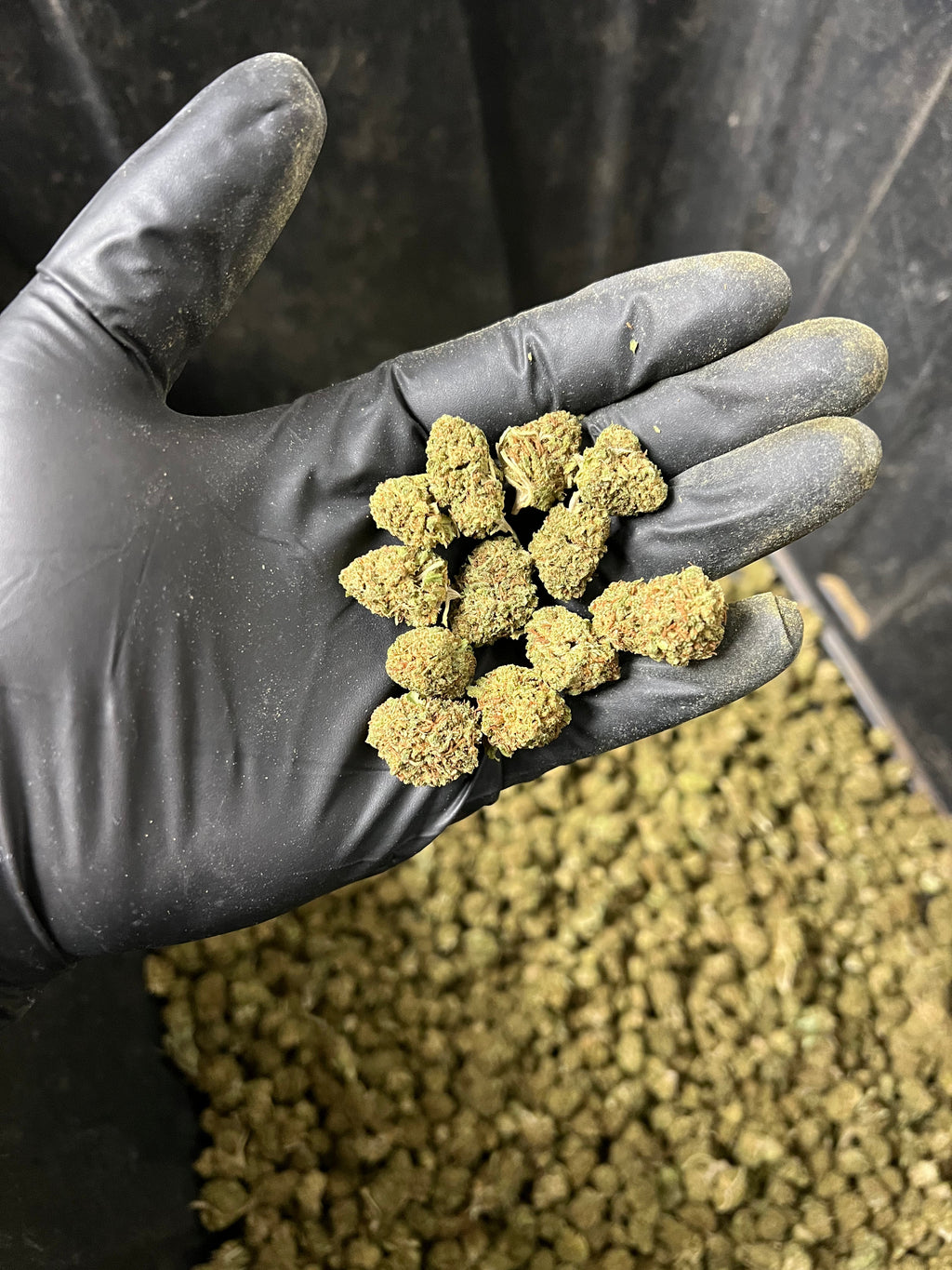 Frosted Lime Hemp Flower Smalls