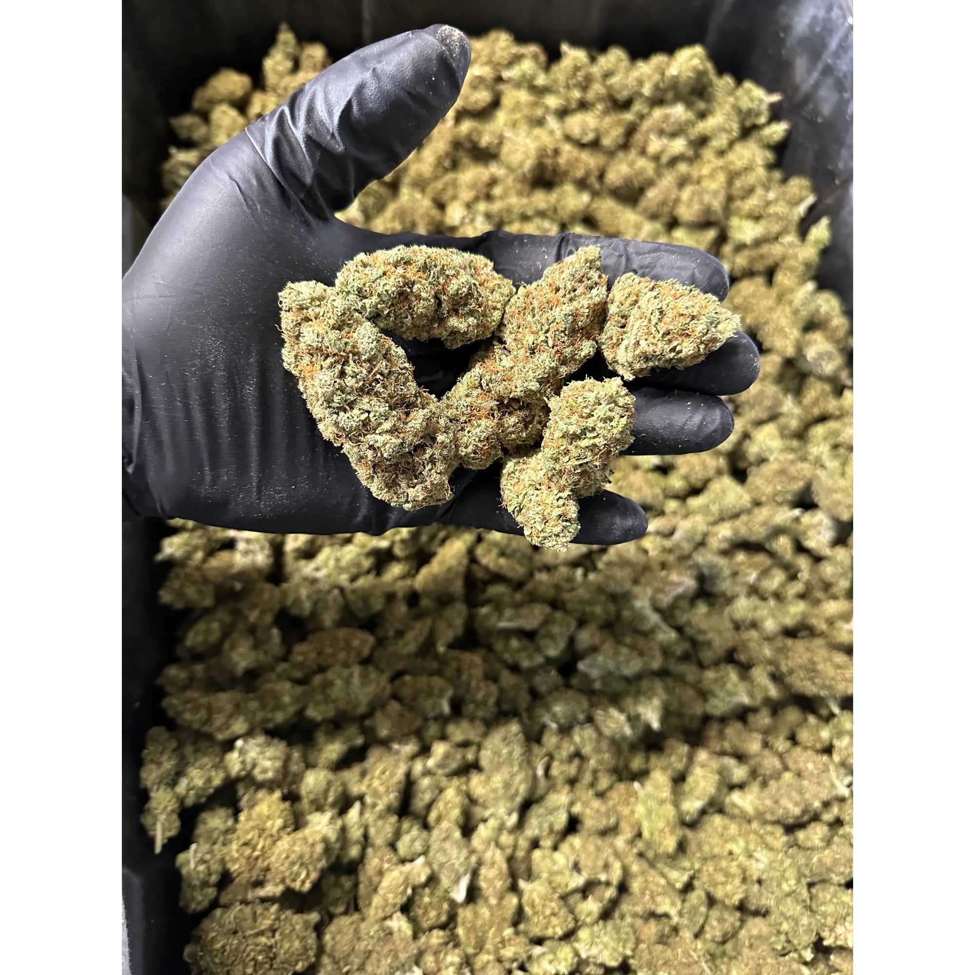 Indoor Lemoncello Hemp Flower