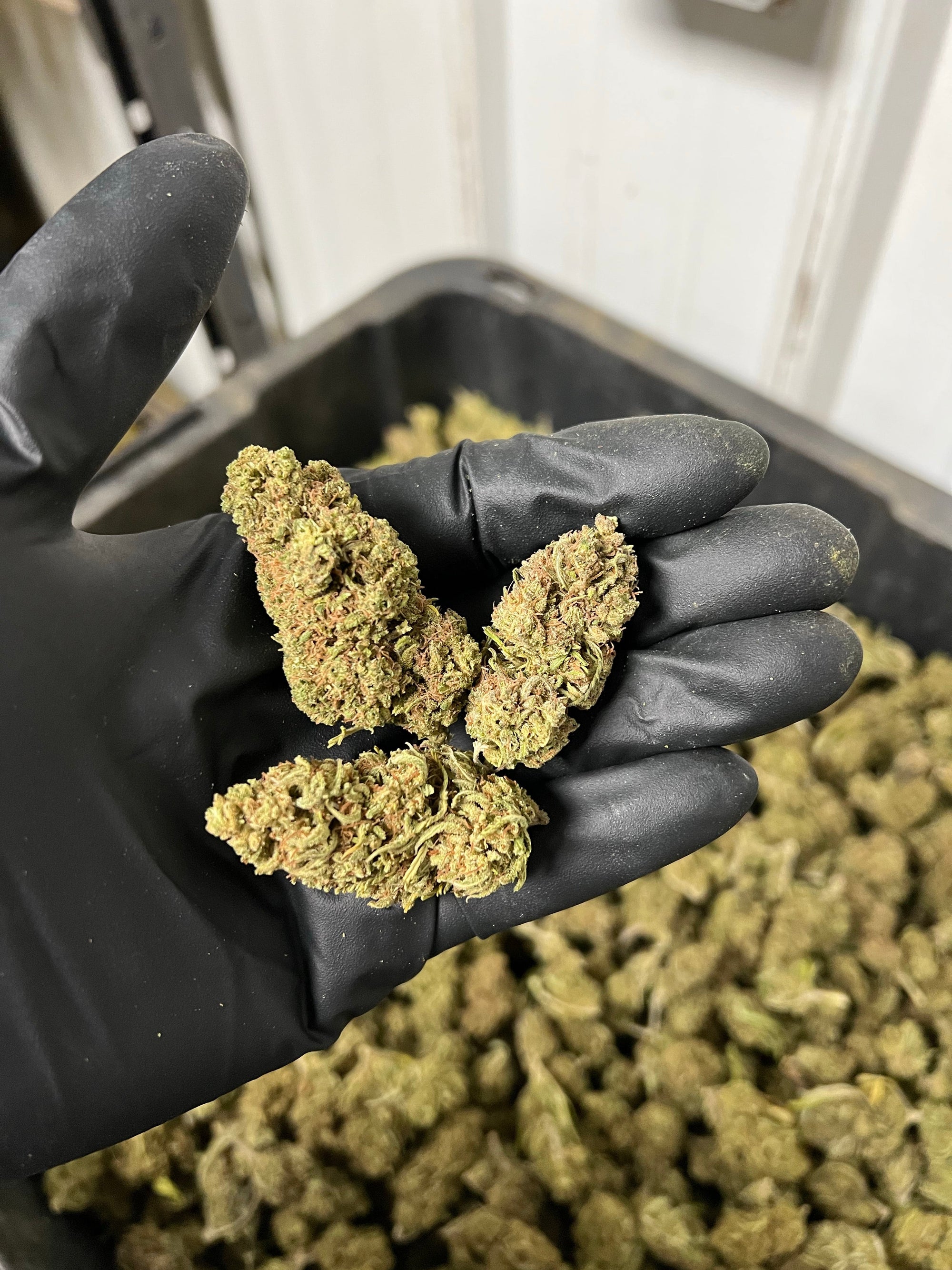 Creamsicle Hemp Flower