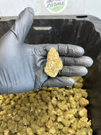 Indoor Northern Lights CBD Hemp Flower