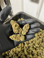 Creamsicle Hemp Flower