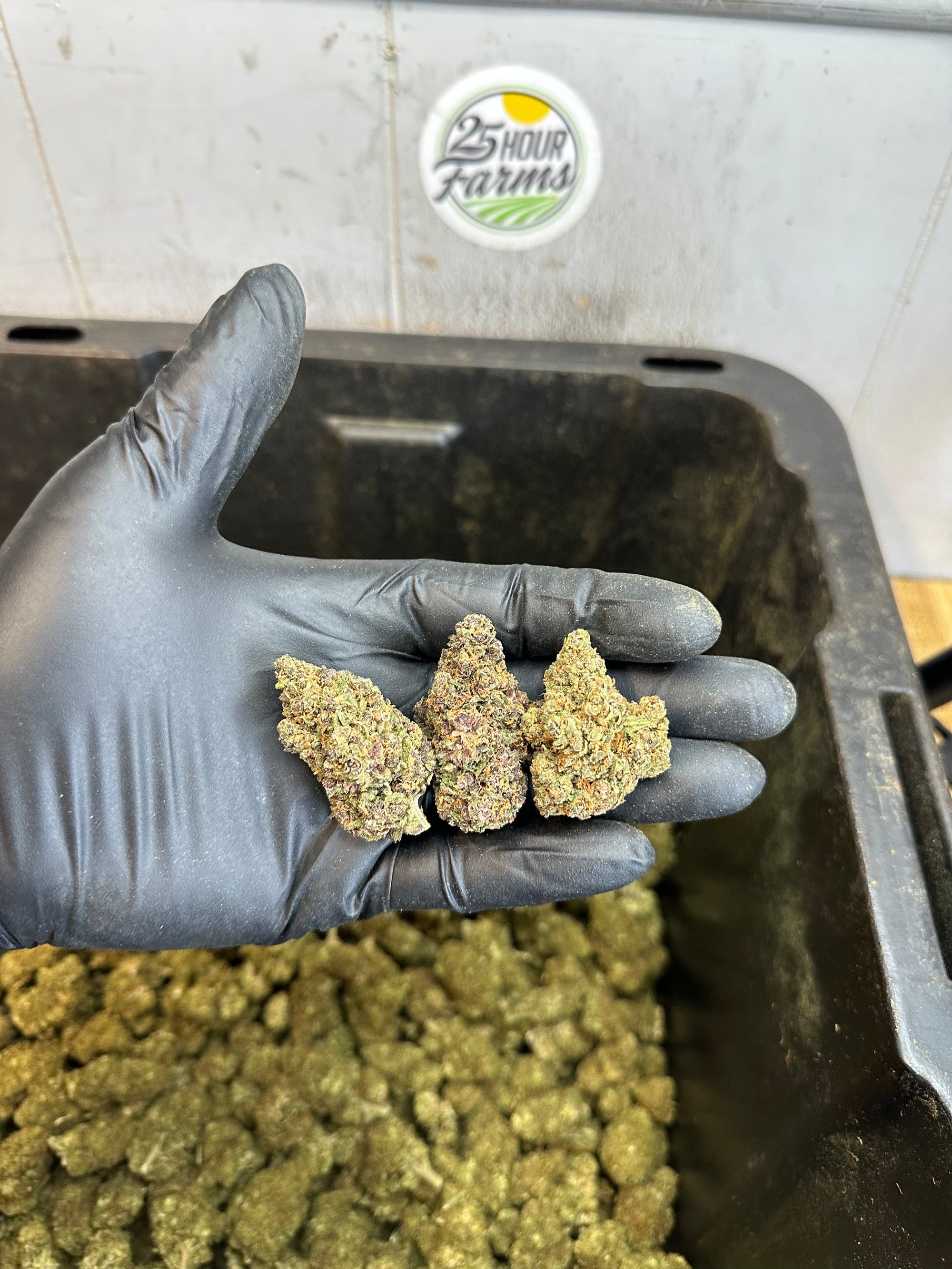 Indoor Purple Skunk CBD Hemp Flower
