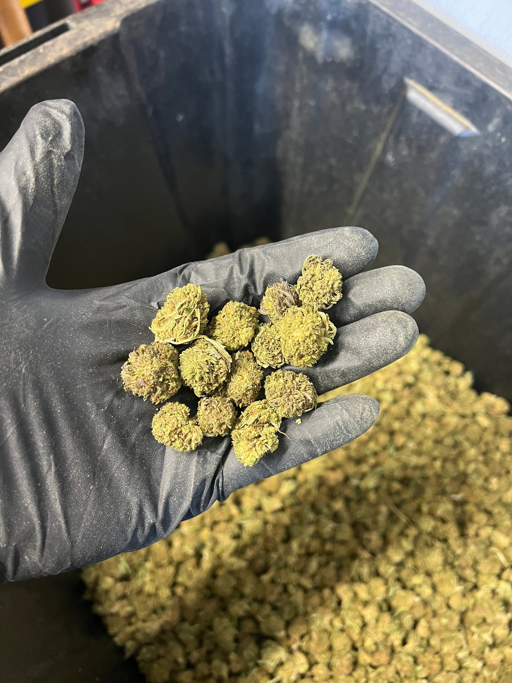 Bubba Kush Hemp Flower Smalls