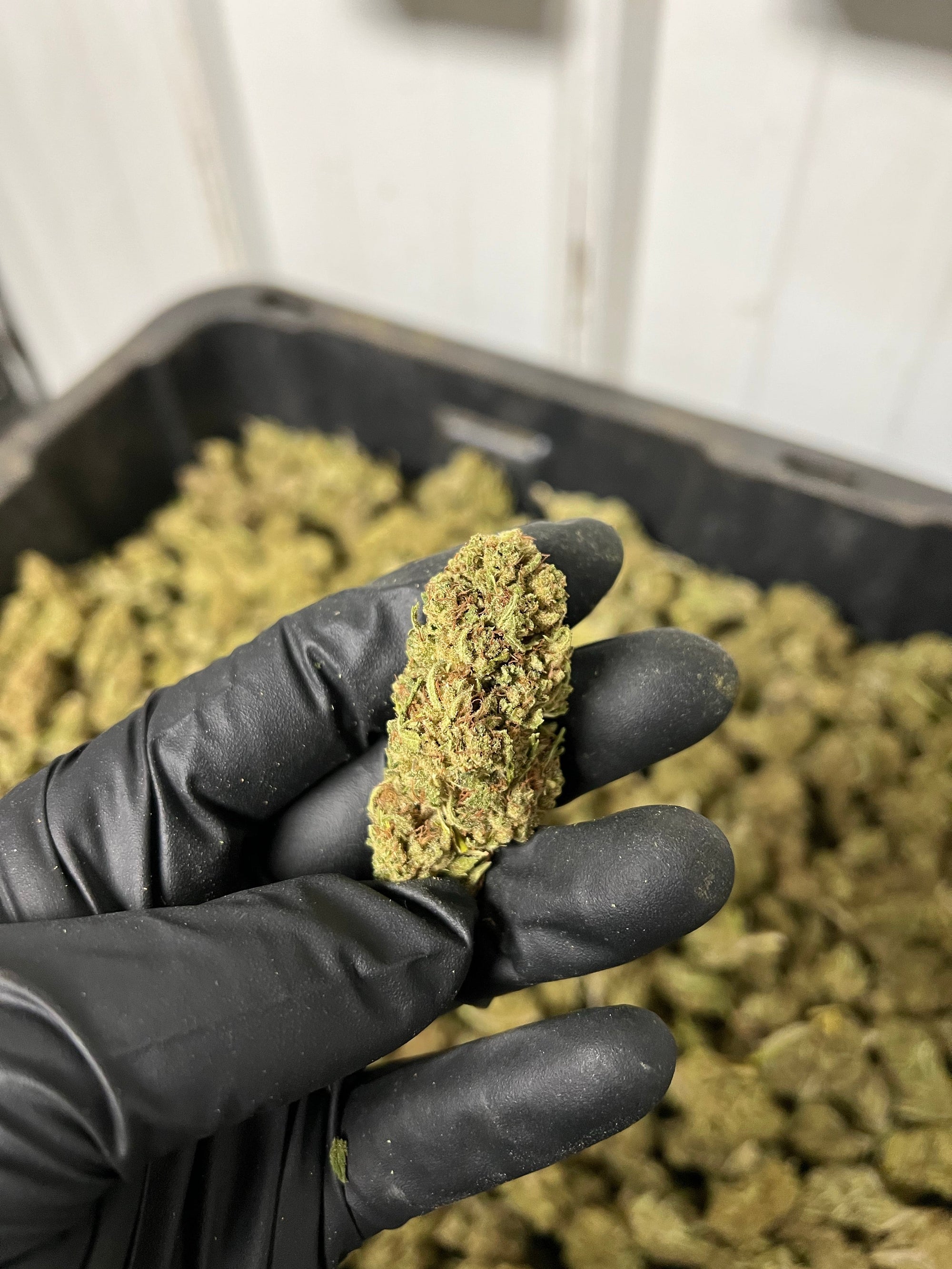 Creamsicle Hemp Flower