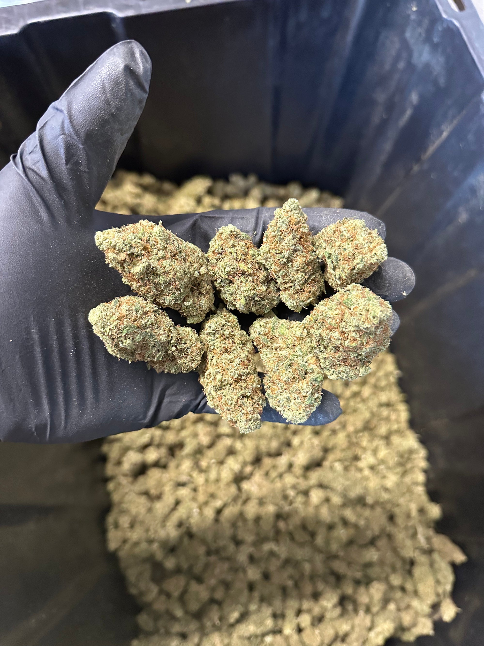 Indoor Grape Fizz Hemp Flower