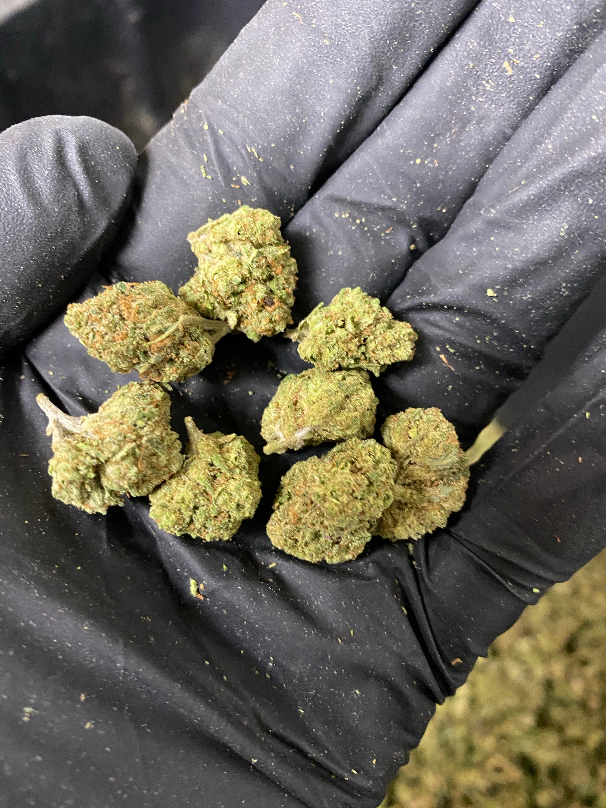 Hawaiian Express Smalls