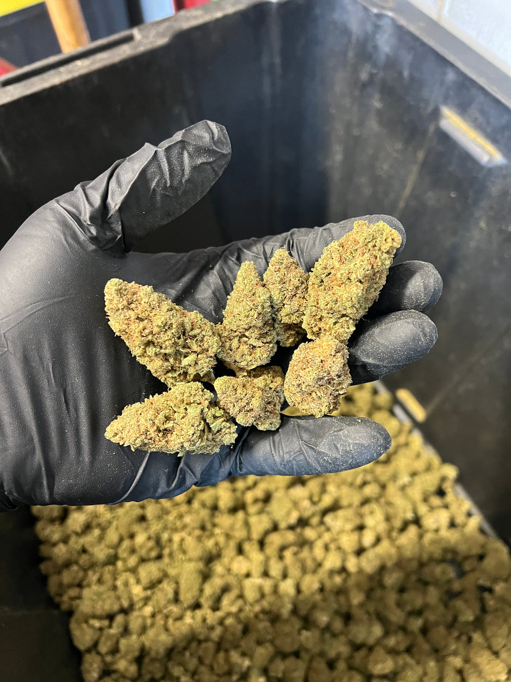 Indoor Agent Orange Hemp Flower