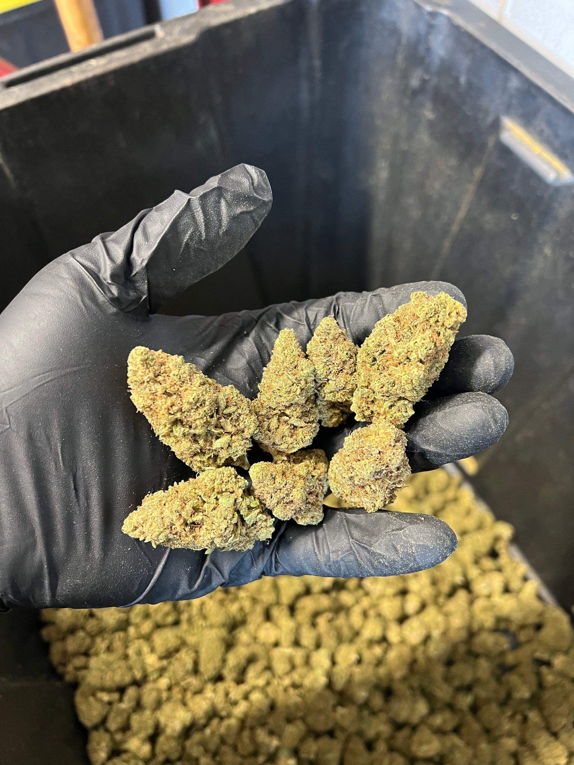 Indoor Agent Orange Hemp Flower