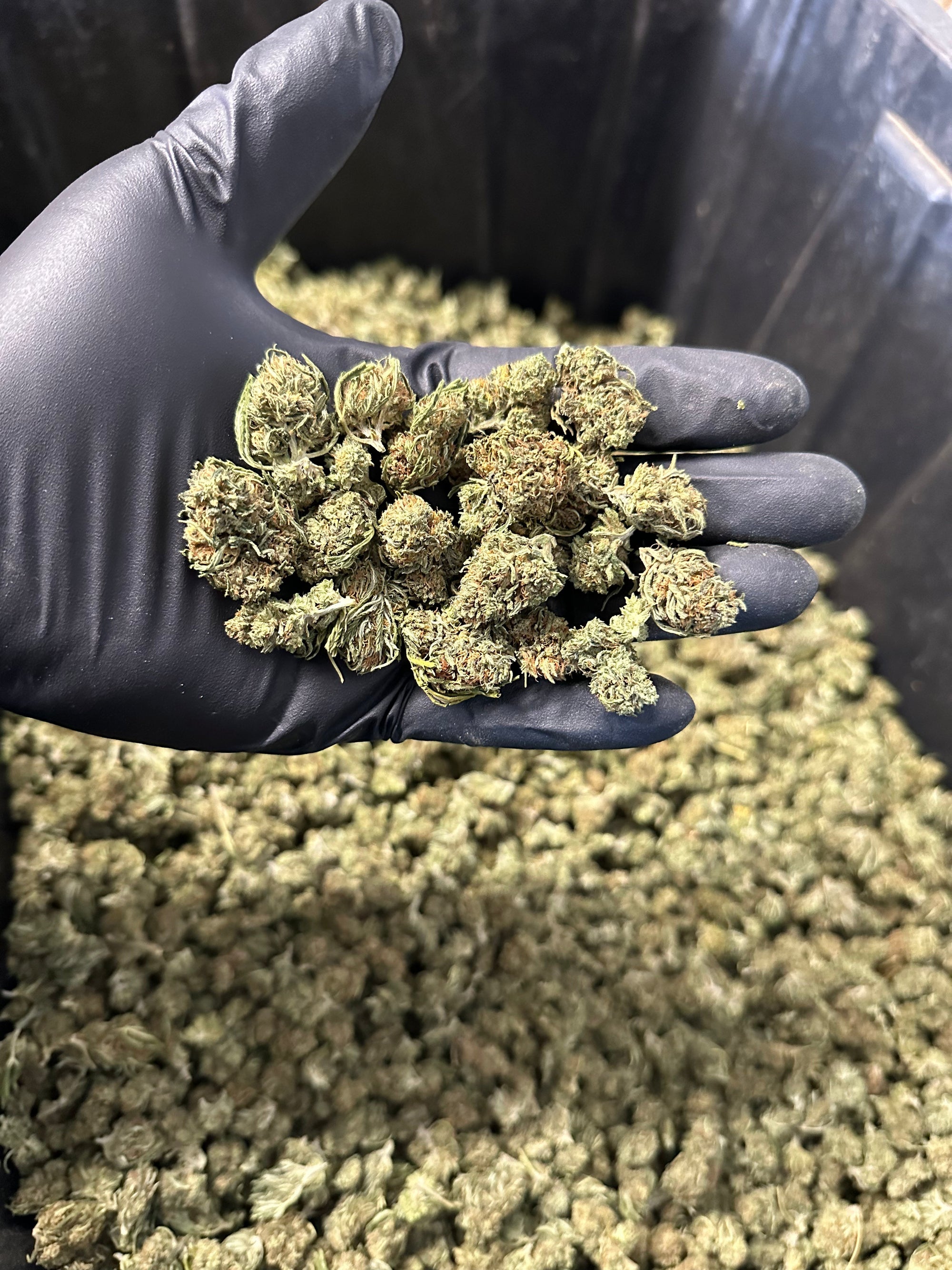 Cake Berry Hemp Flower Smalls