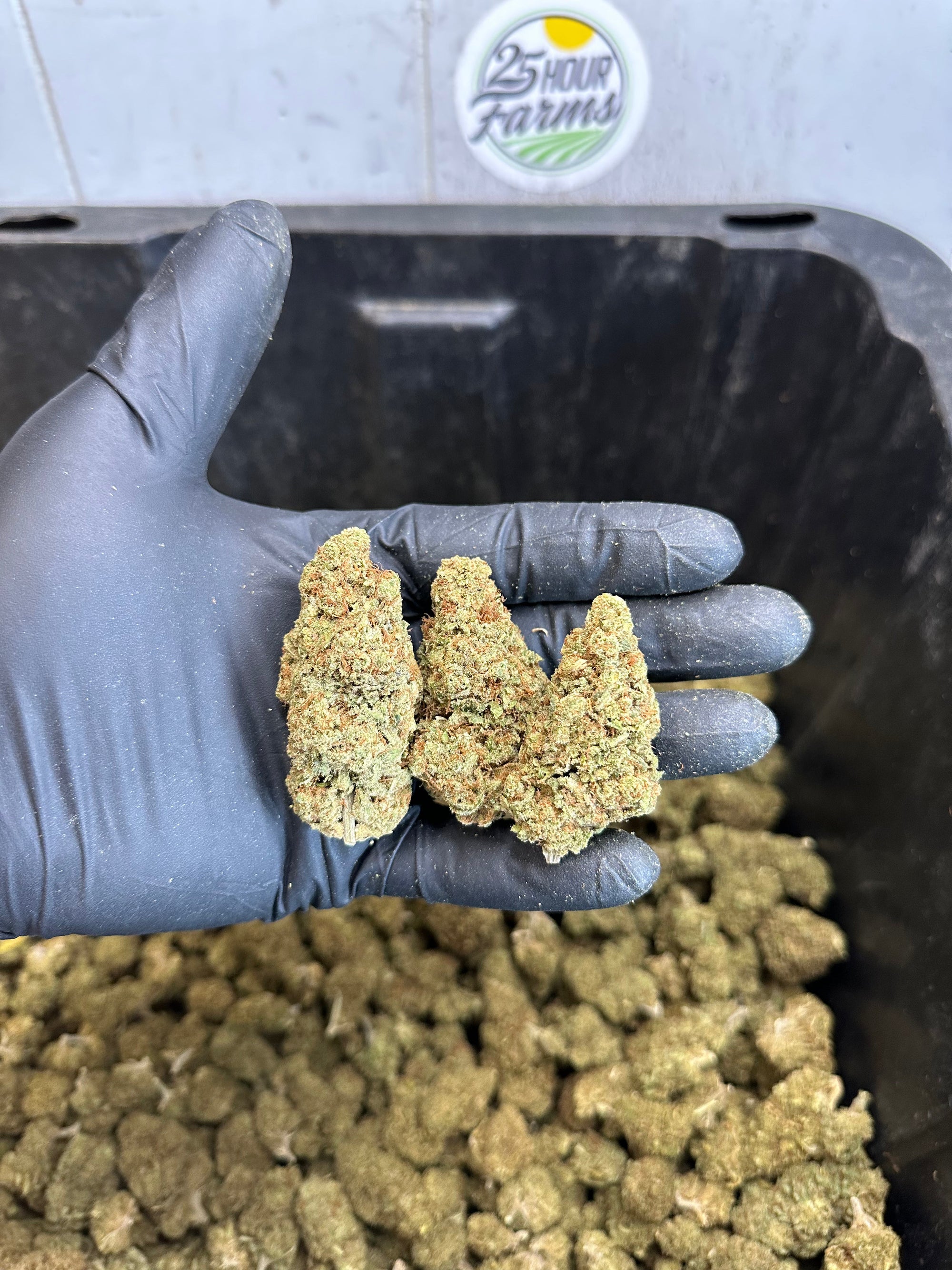 Indoor Northern Lights CBD Hemp Flower