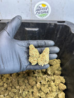 Indoor Northern Lights CBD Hemp Flower