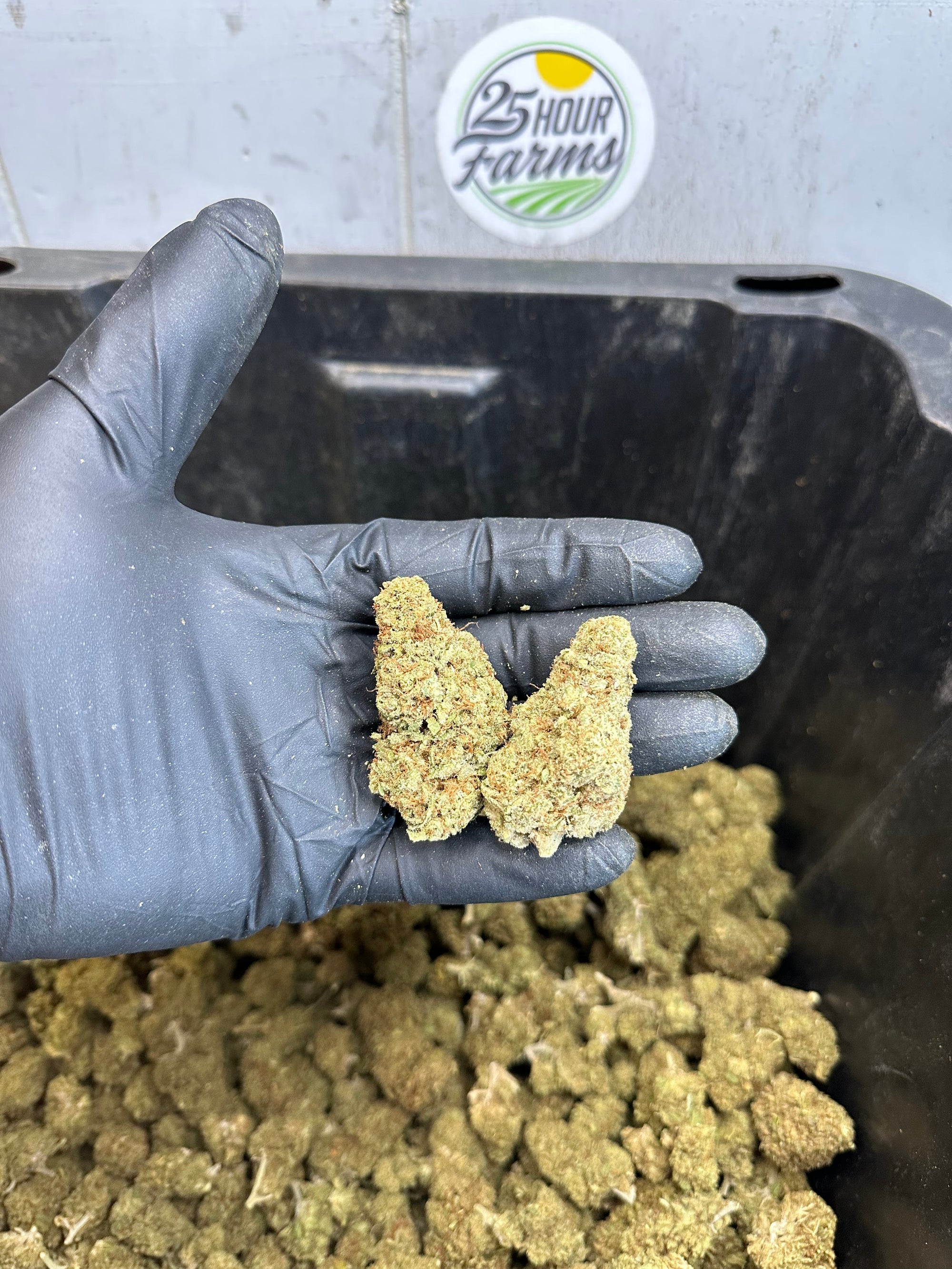 Indoor Northern Lights CBD Hemp Flower
