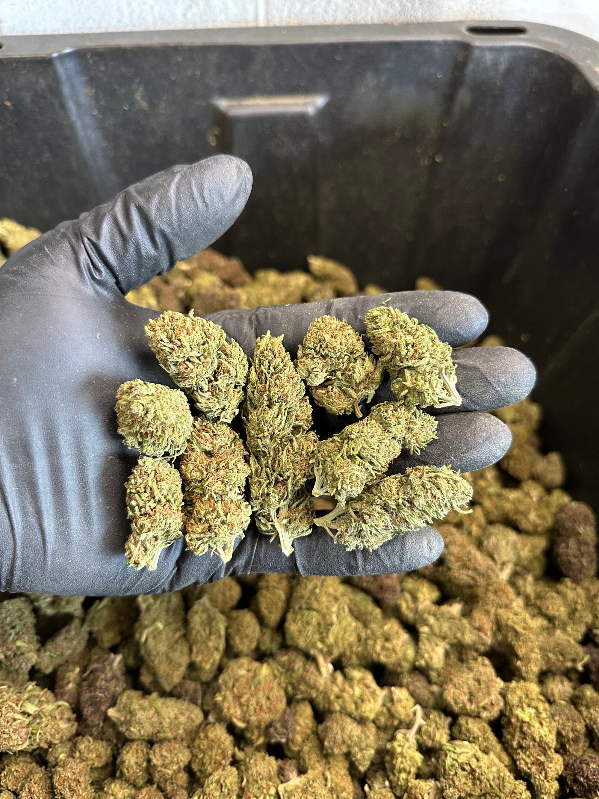 Chem Berry Hemp Flower