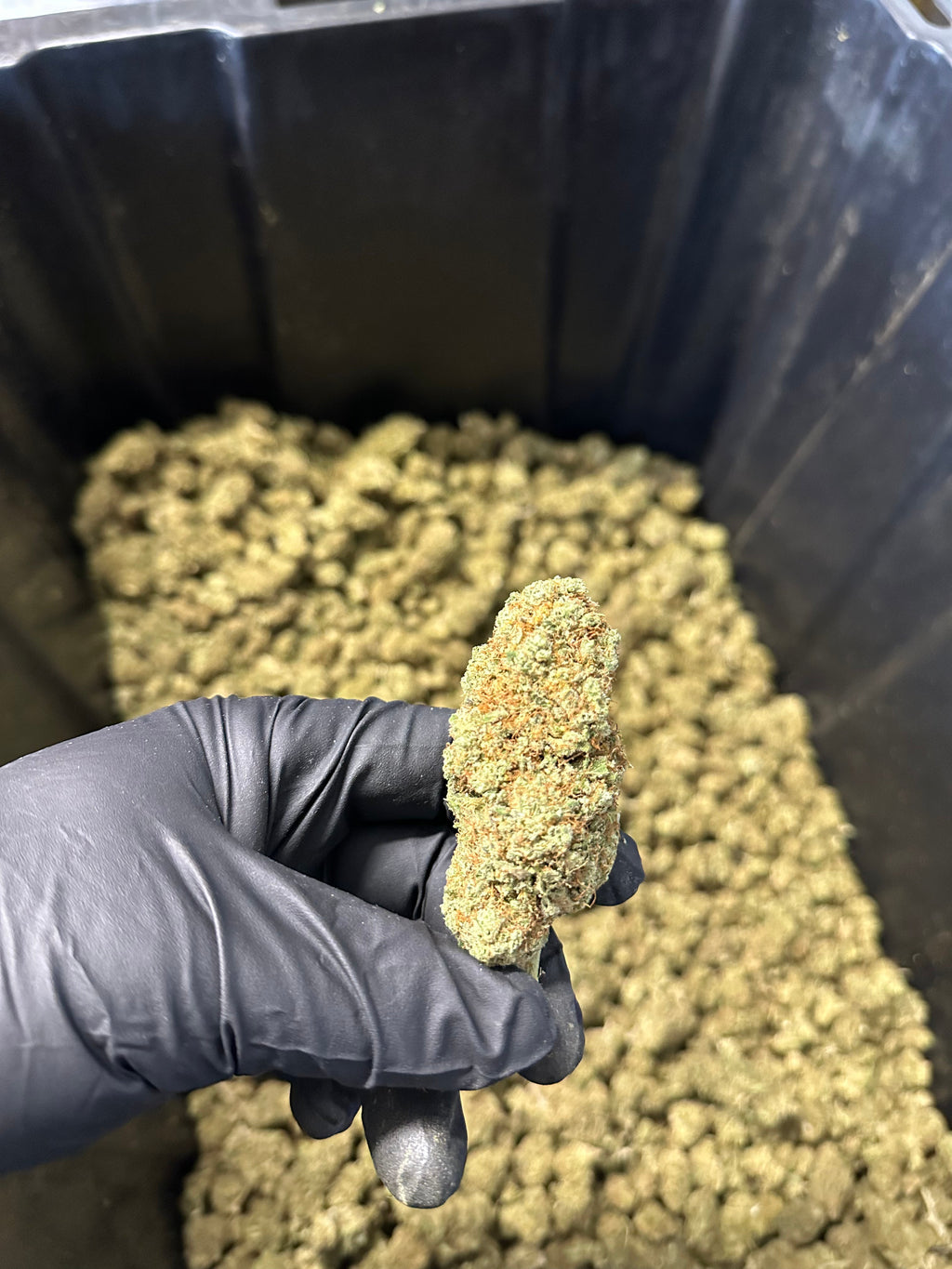 Indoor Grape Fizz Hemp Flower