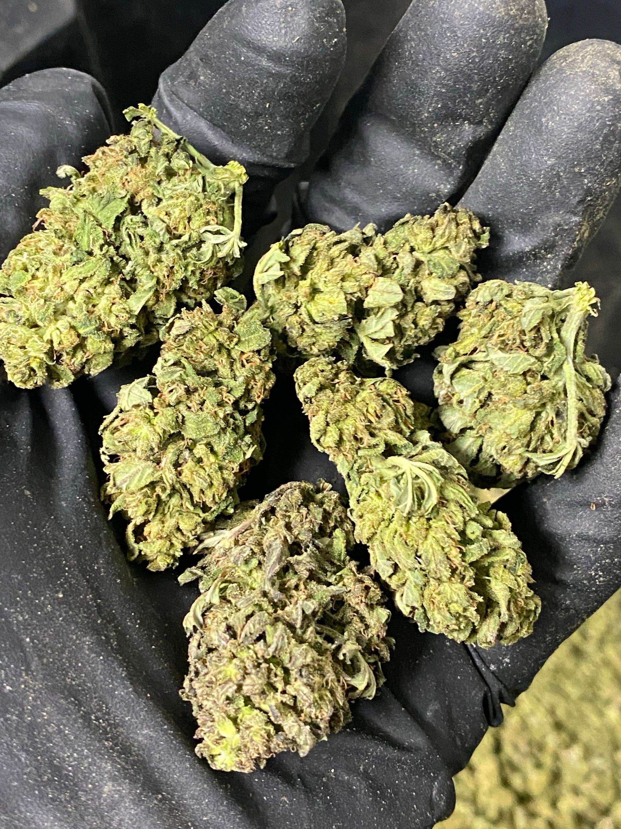 Frosted Lime CBD Hemp Flower