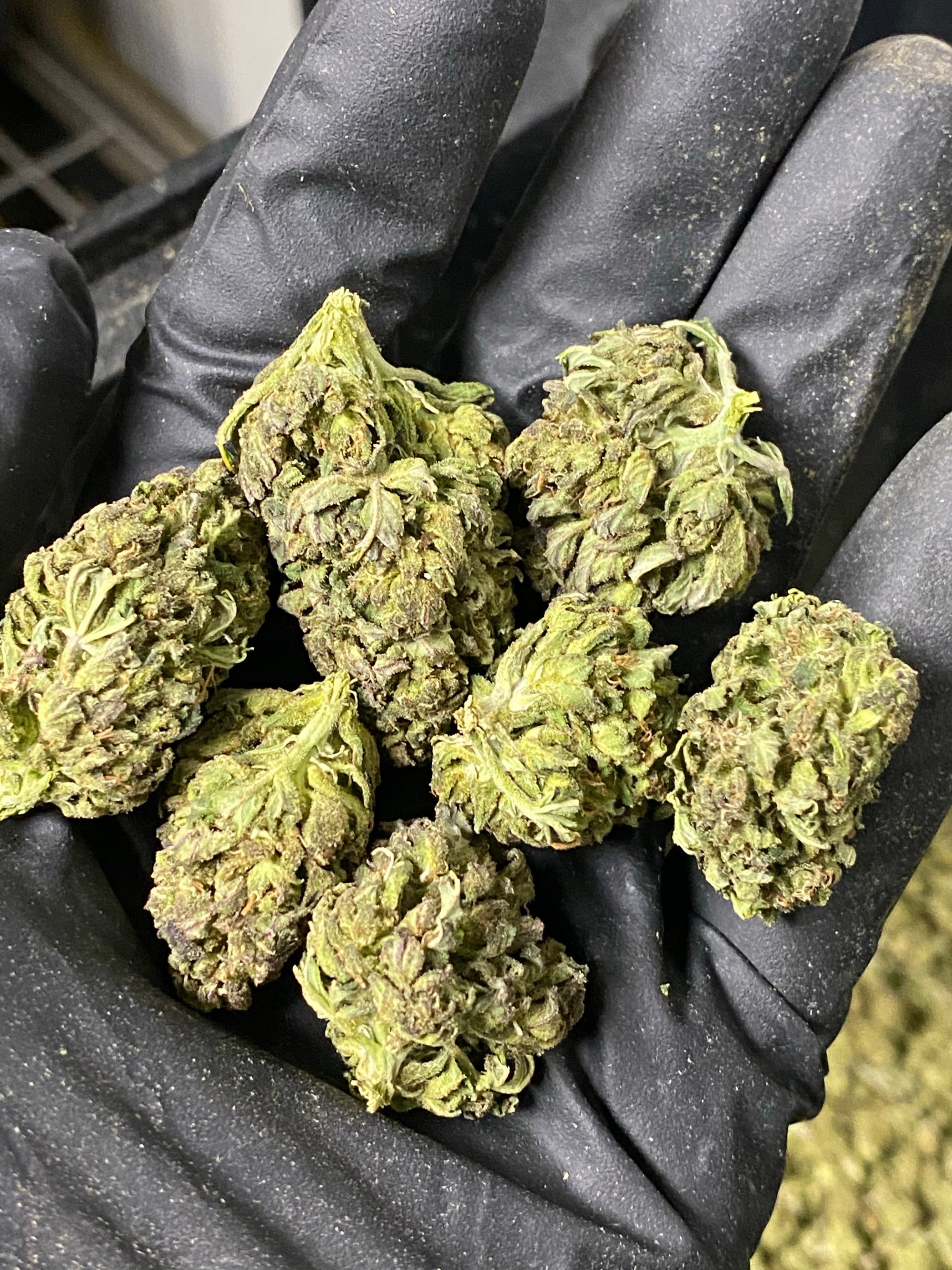Frosted Lime CBD Hemp Flower