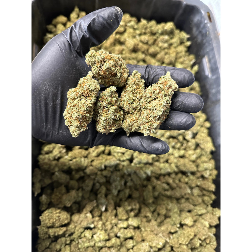 Indoor Lemoncello Hemp Flower
