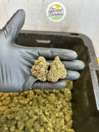 Indoor Purple Skunk CBD Hemp Flower