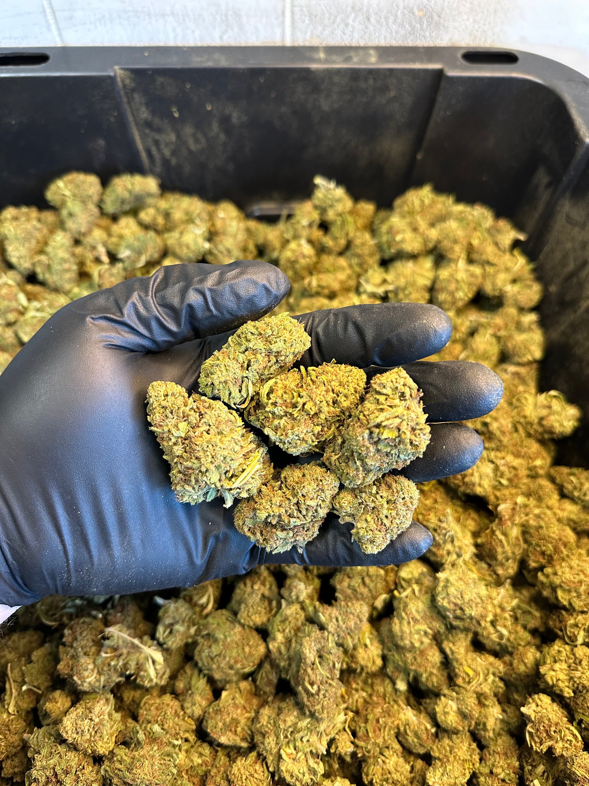Hawaiian Haze Hemp Flower