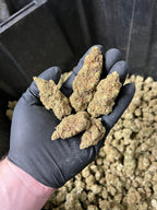 Indoor BlueBerry Haze Hemp Flower