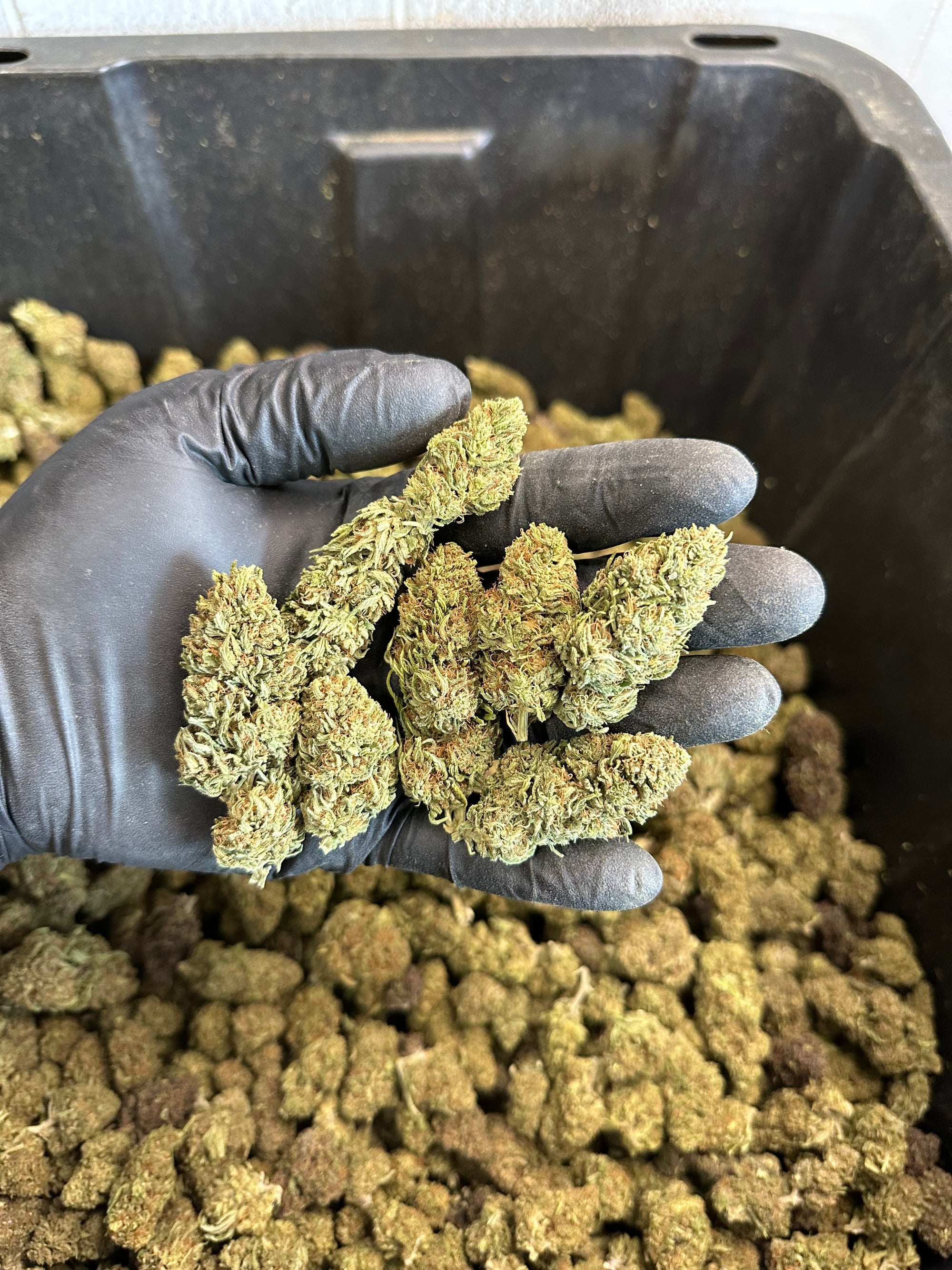 Chem Berry Hemp Flower