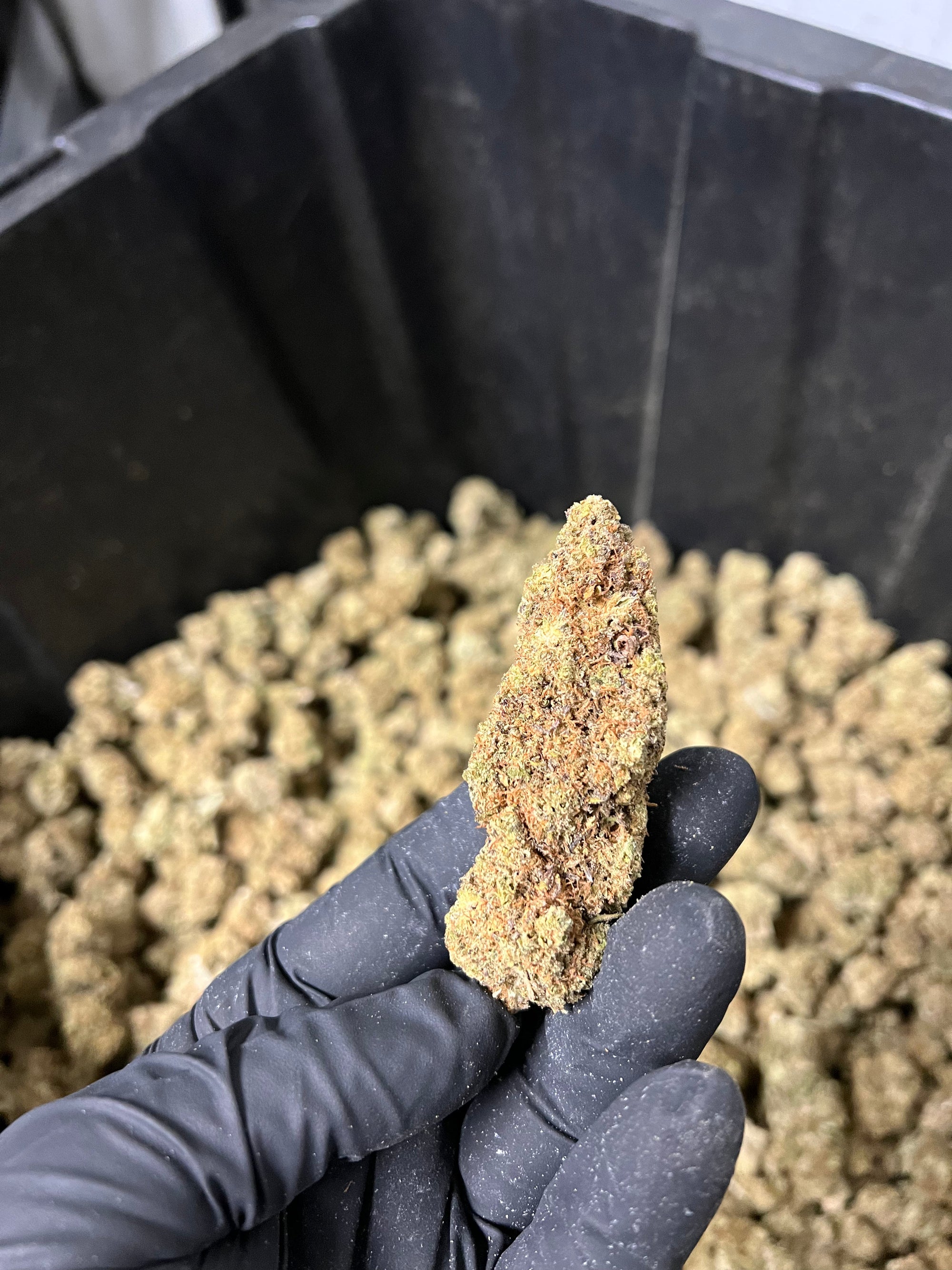 Indoor BlueBerry Haze Hemp Flower