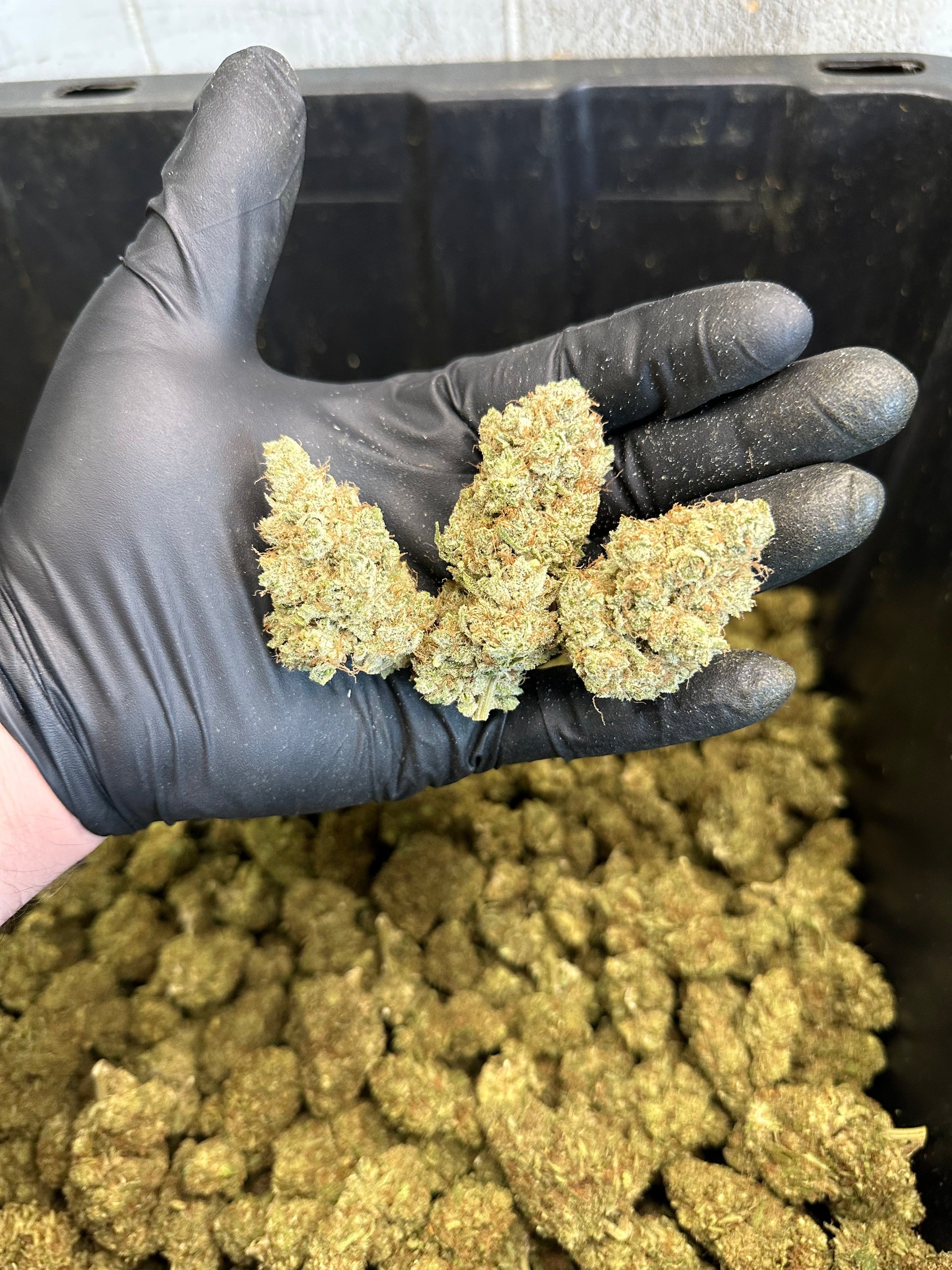 Indoor White Wizard CBG Hemp Flower