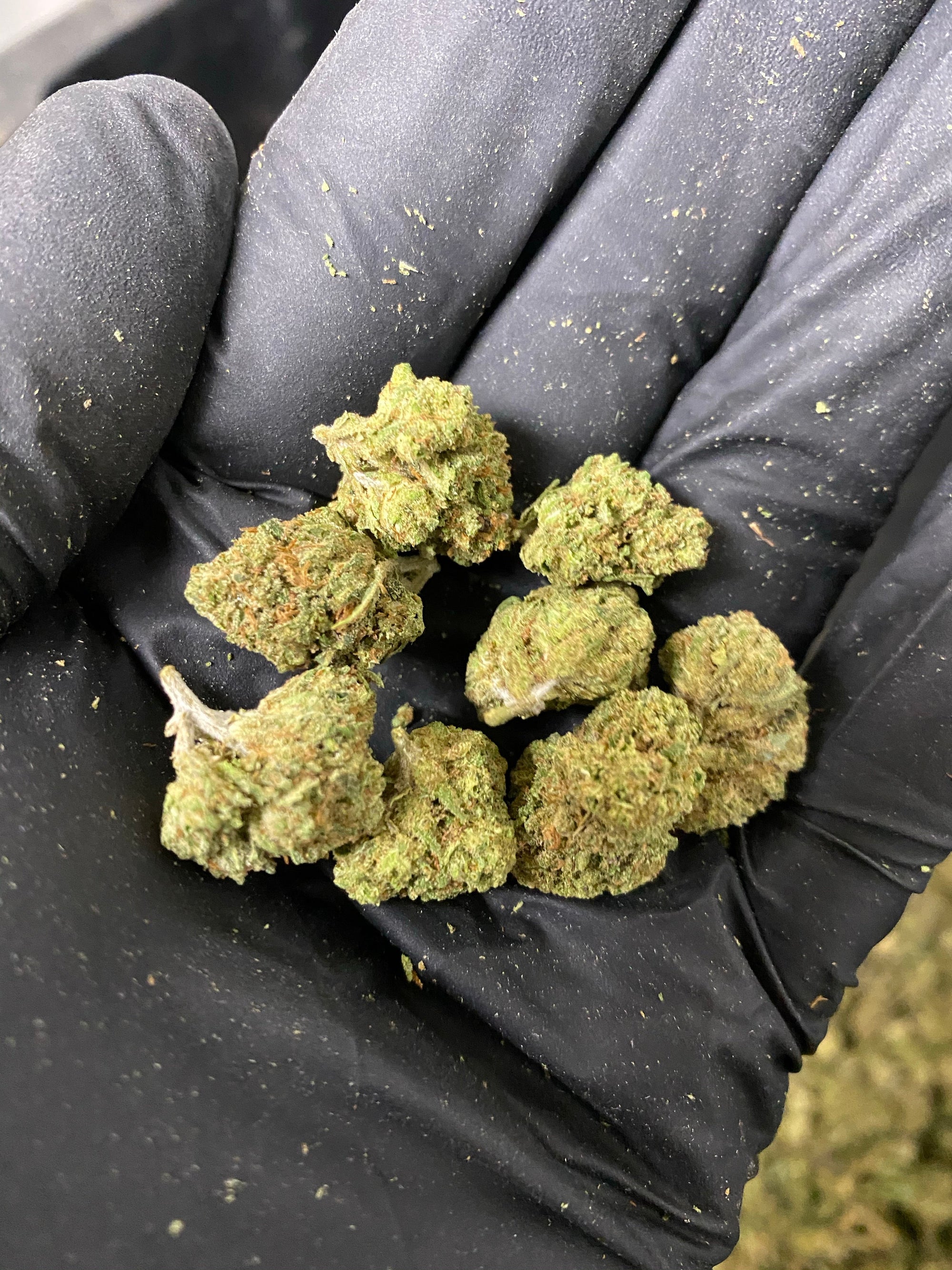 Hawaiian Express Smalls