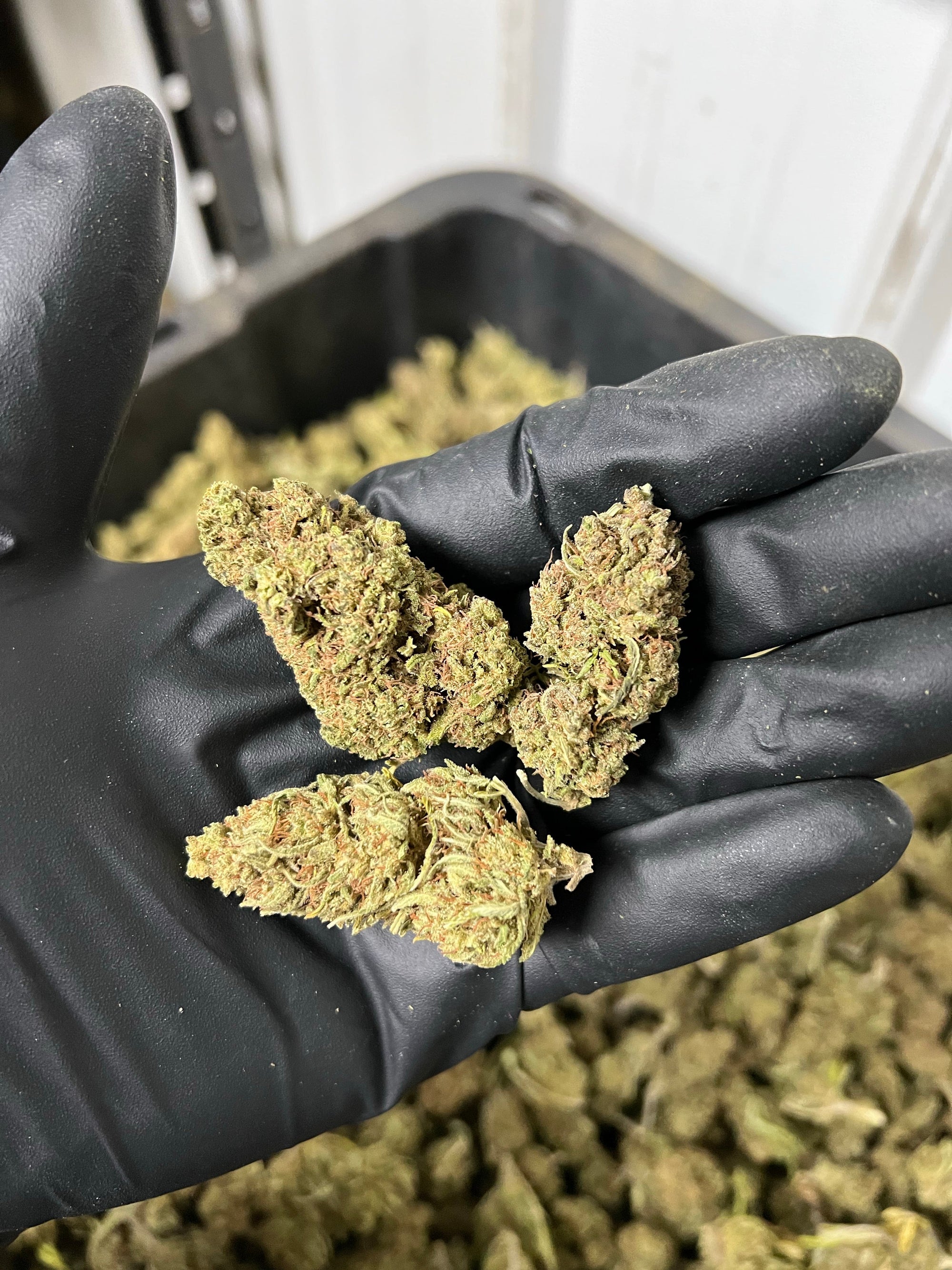 Creamsicle Hemp Flower