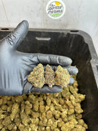 Indoor Purple Skunk CBD Hemp Flower