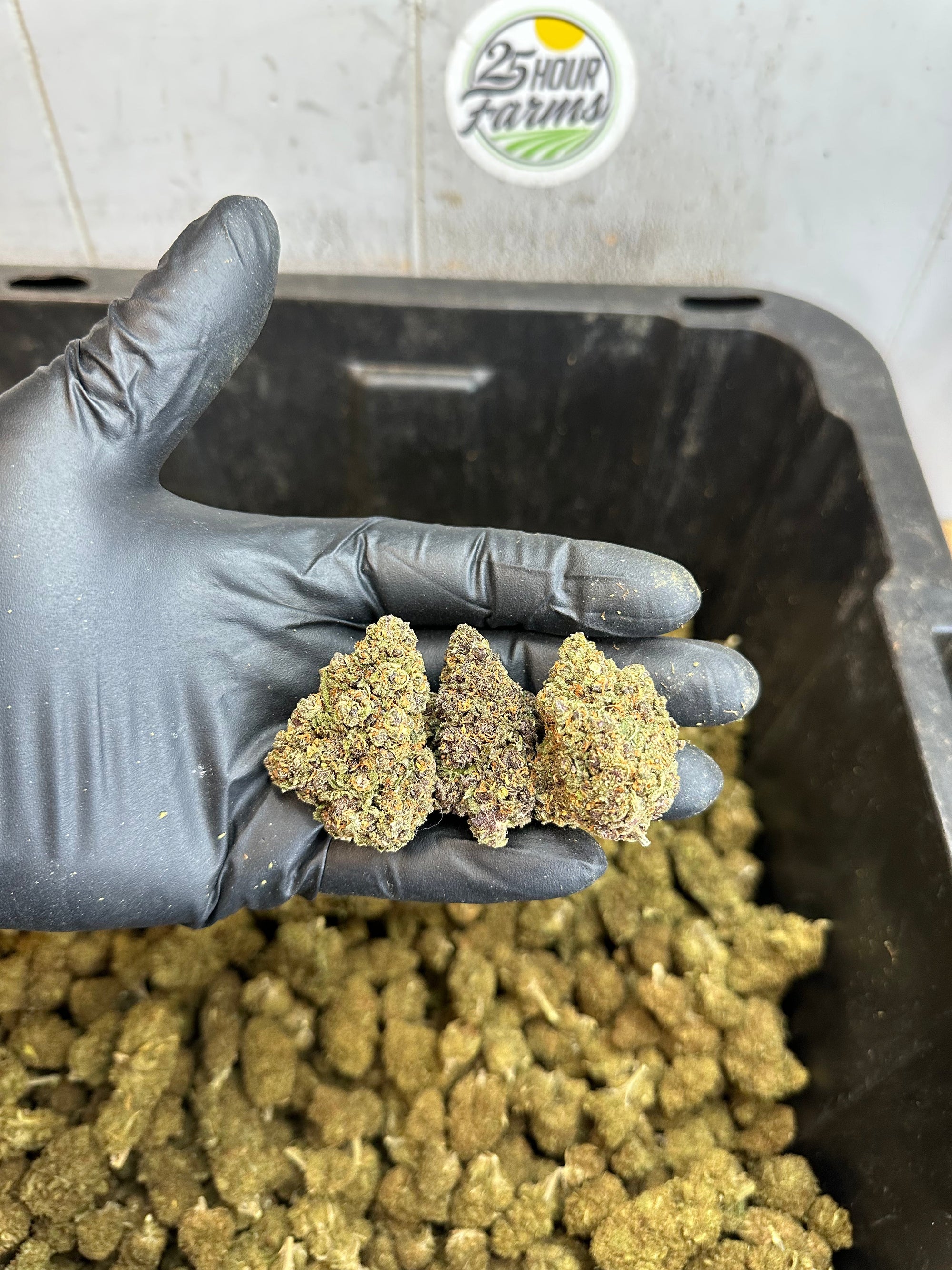 Indoor Purple Skunk CBD Hemp Flower