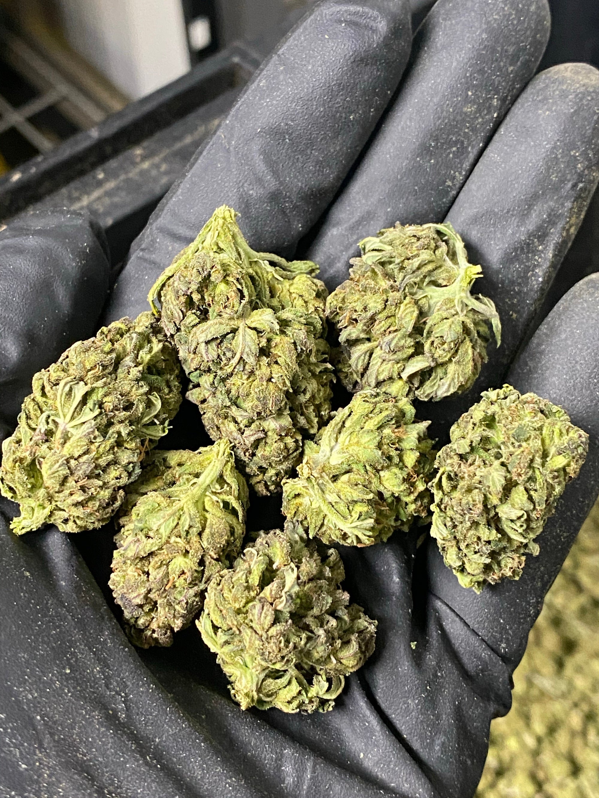 Frosted Lime CBD Hemp Flower