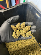 Indoor Agent Orange Hemp Flower