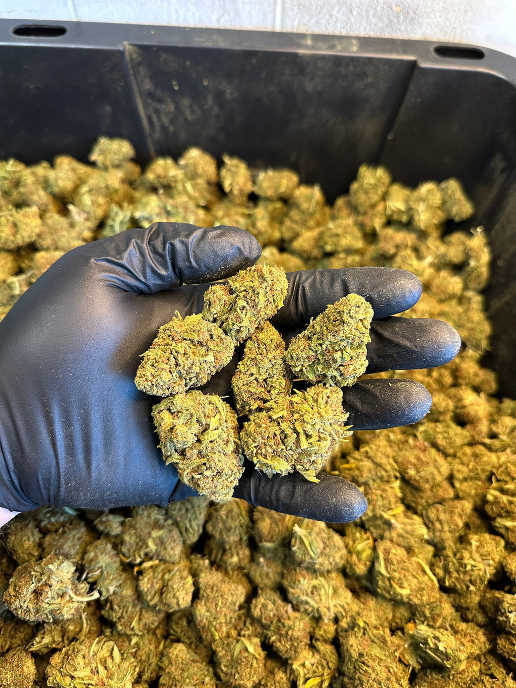 Hawaiian Haze Hemp Flower