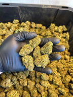 Hawaiian Haze Hemp Flower