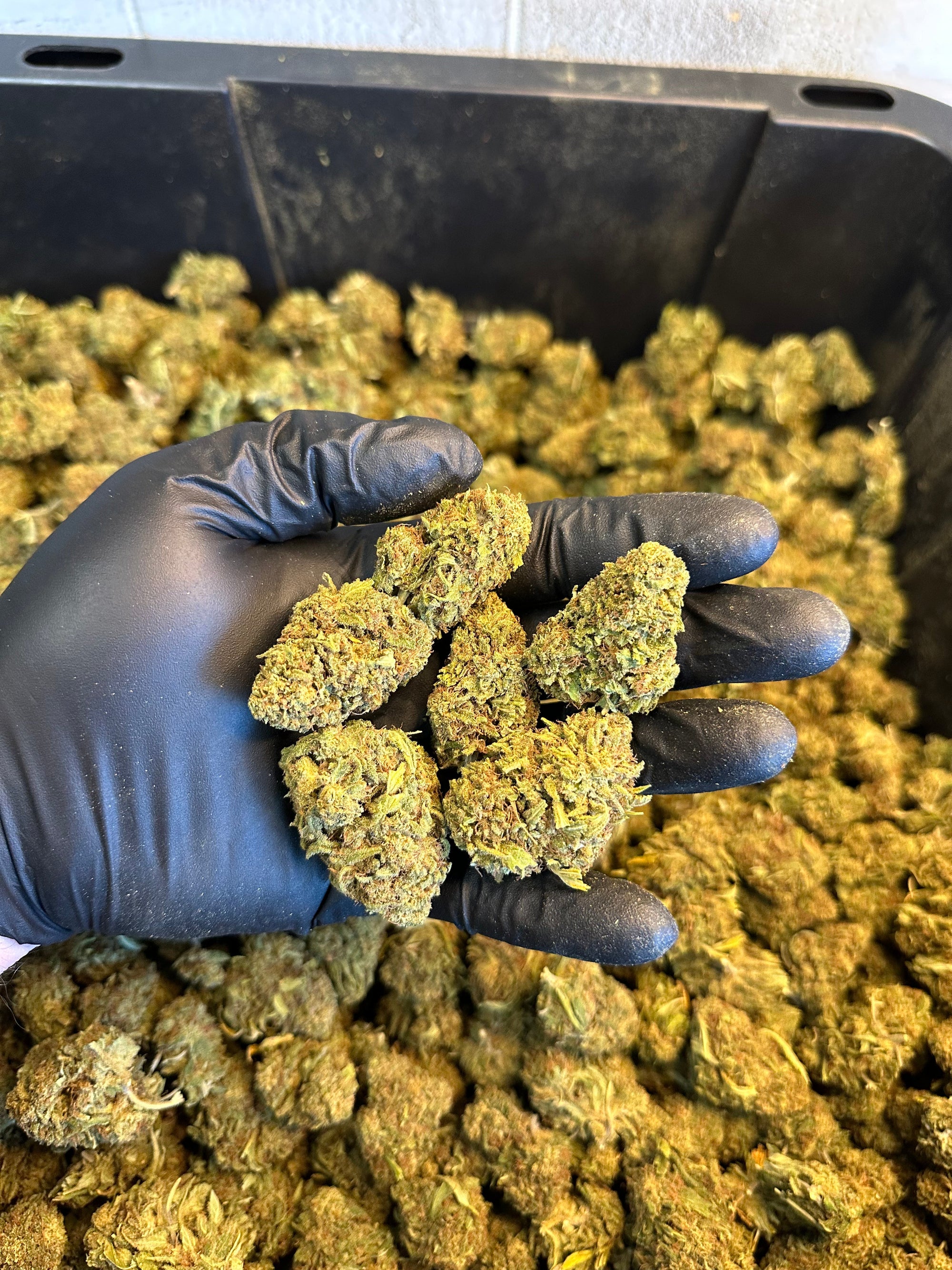Hawaiian Haze Hemp Flower