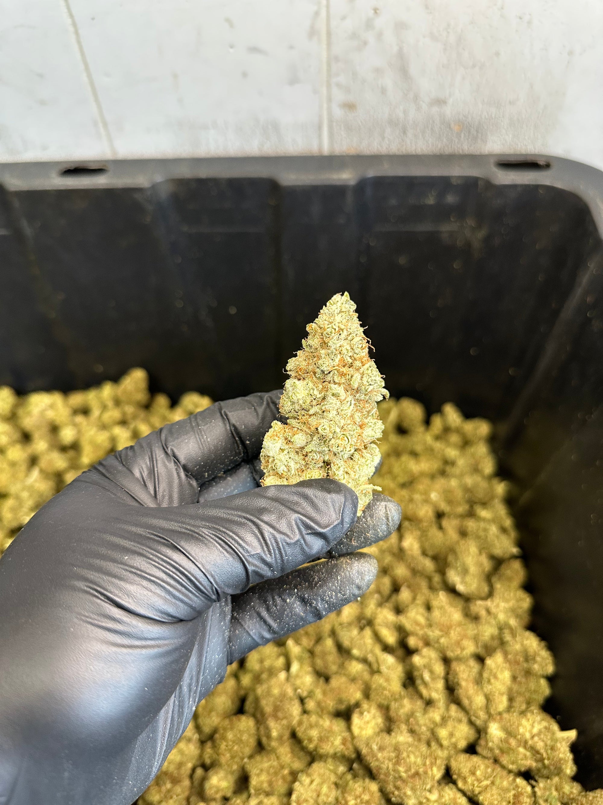 Indoor White Wizard CBG Hemp Flower