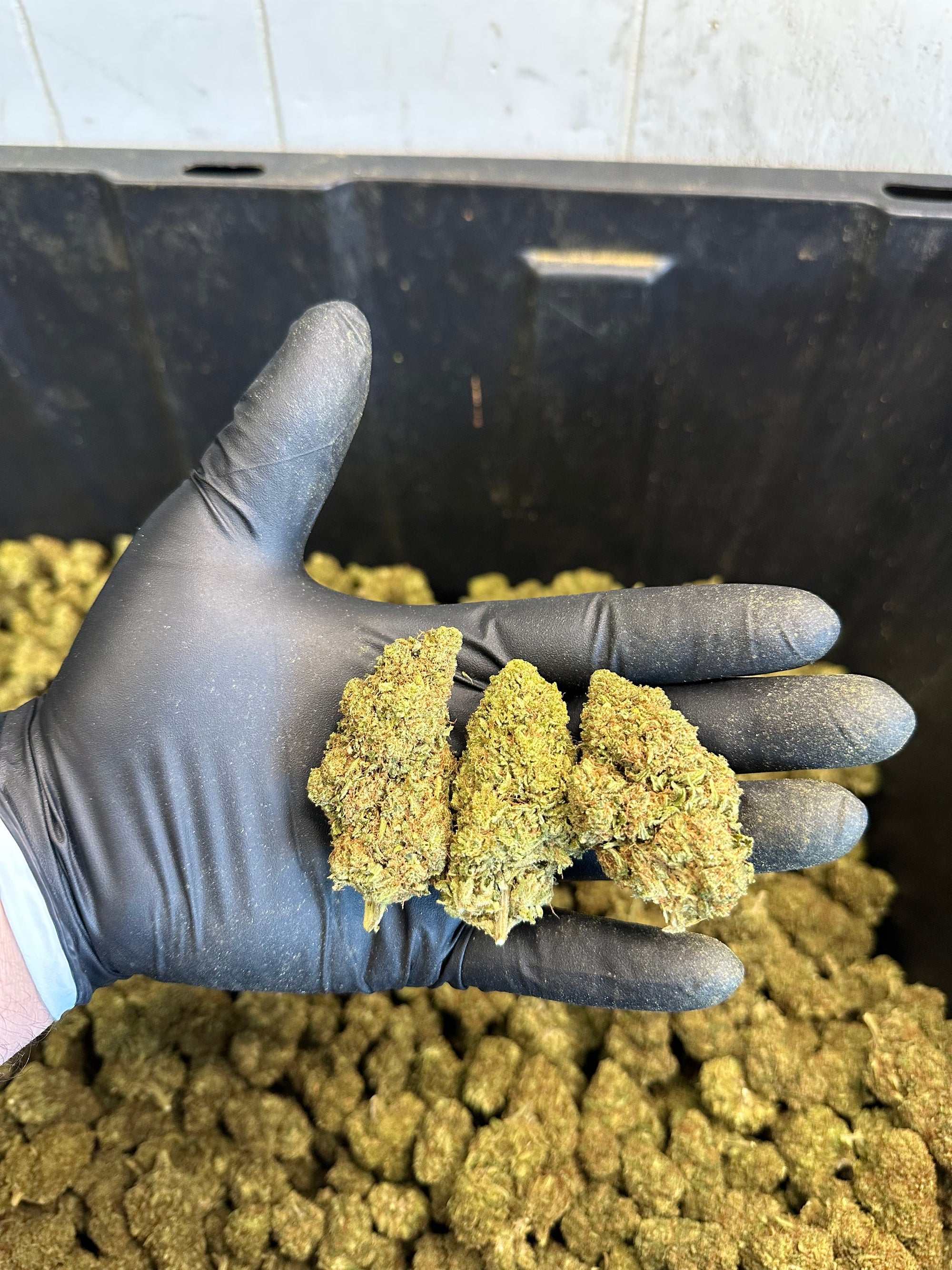 Tennessee Tangie Hemp Flower