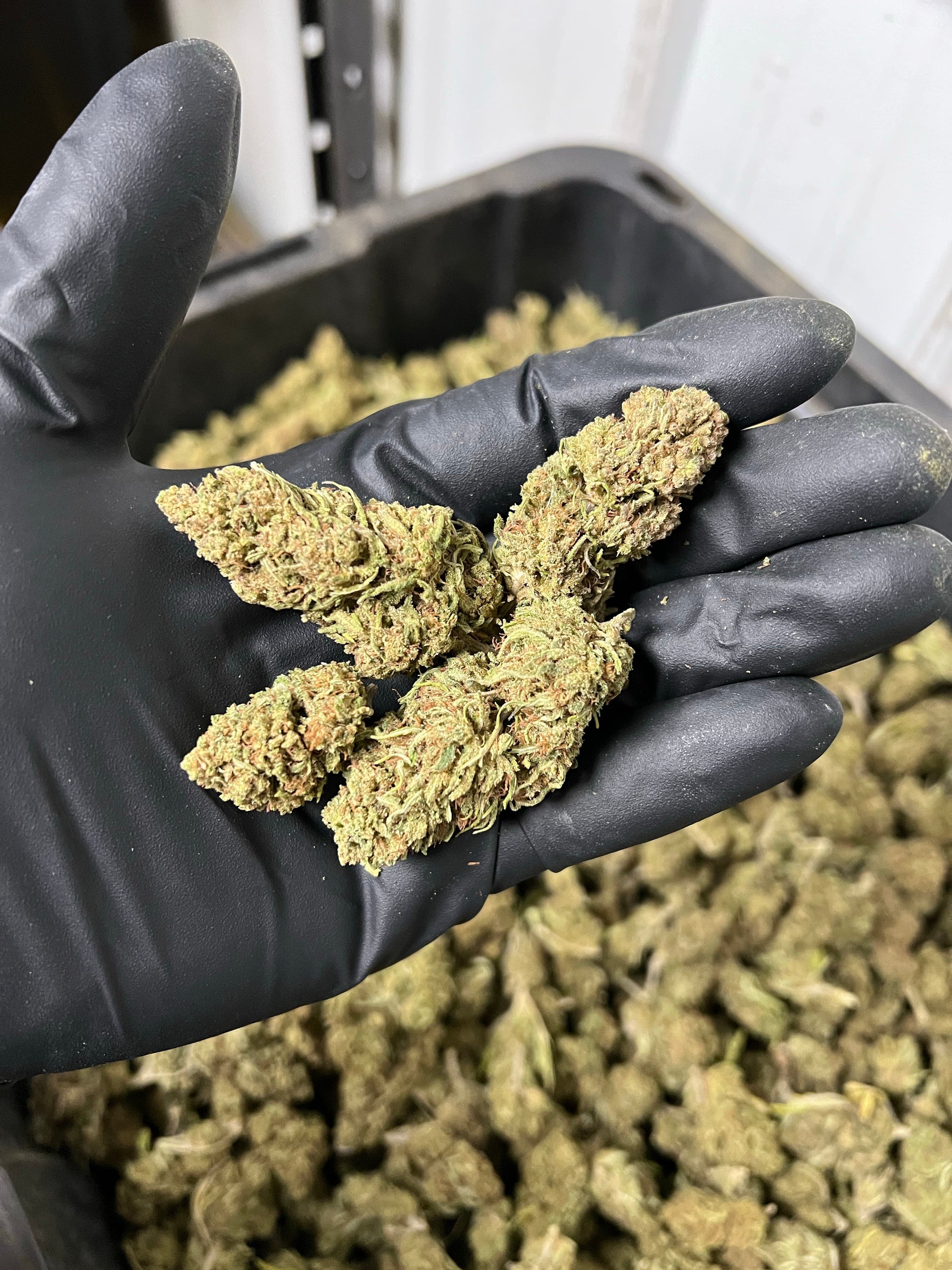 Creamsicle Hemp Flower