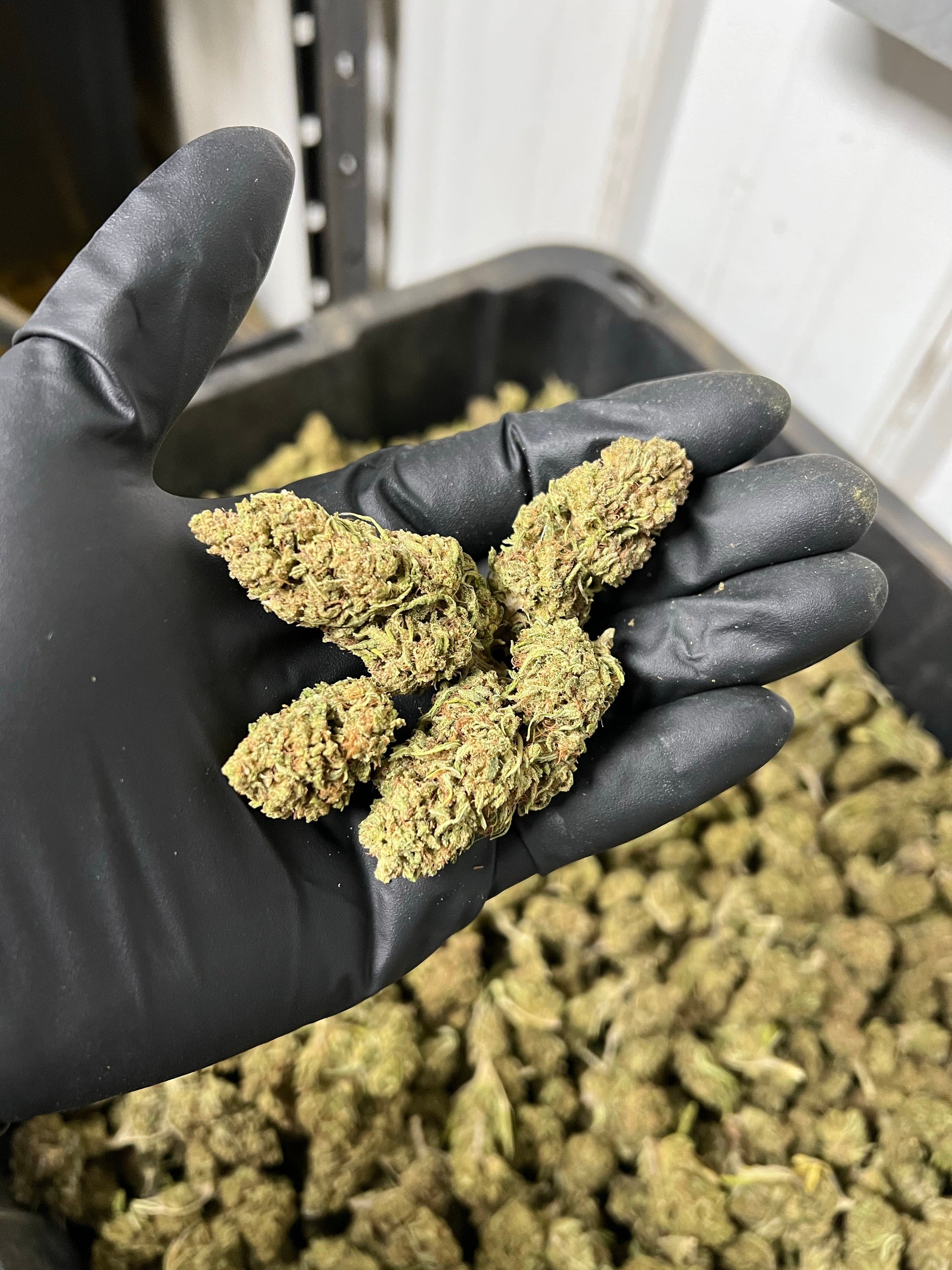 Creamsicle Hemp Flower