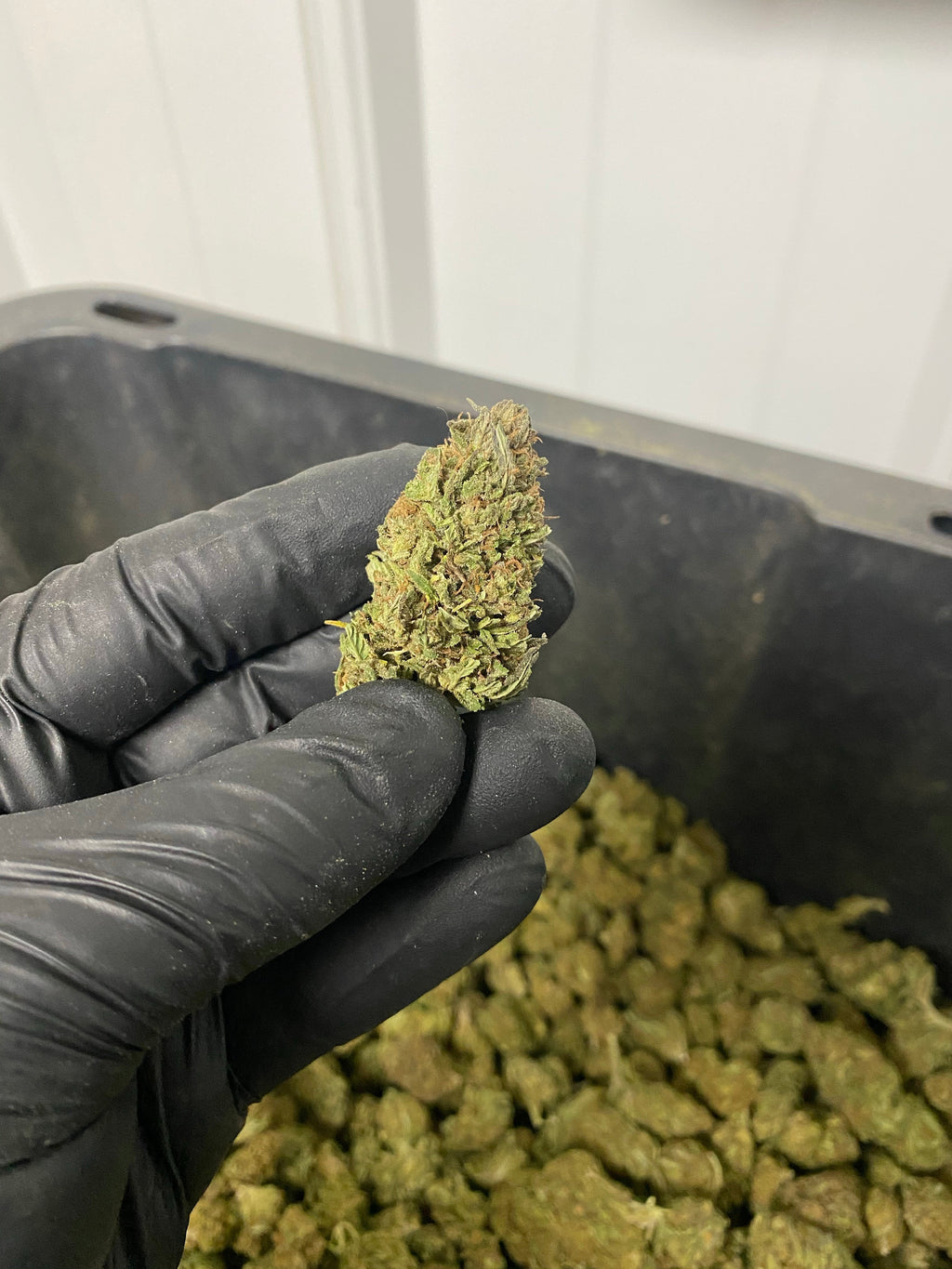 Trump-X CBD Flower